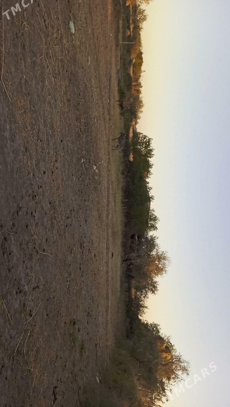 Satlyk jay - Болдумсаз - img 2