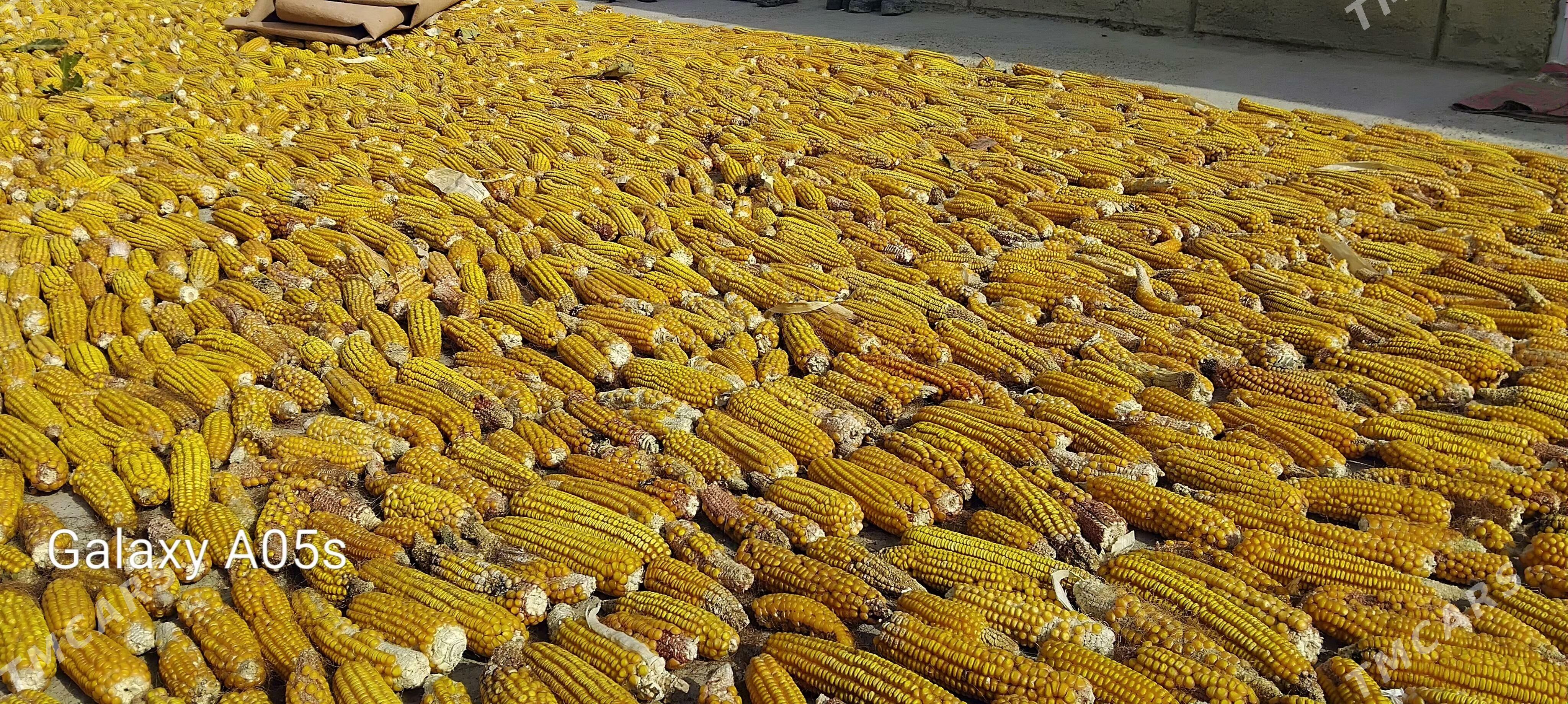 Mekge tohum - Яшлык - img 3