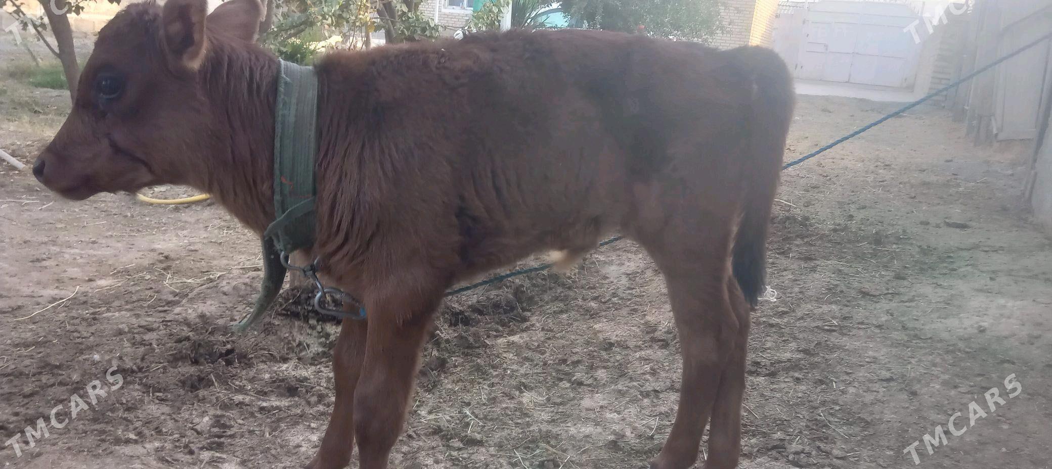 tohum sygyr - Яшлык - img 1