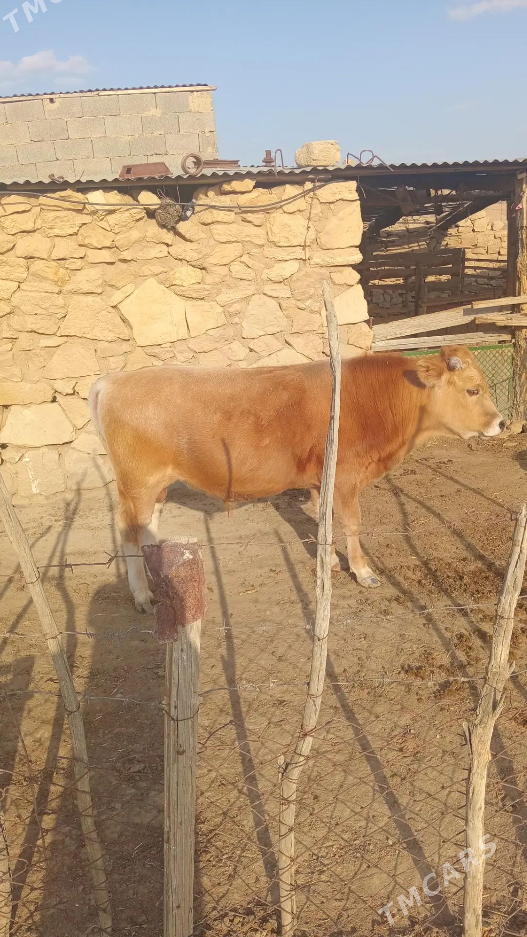 Öküz we gysyr sygyr - Этрек - img 5