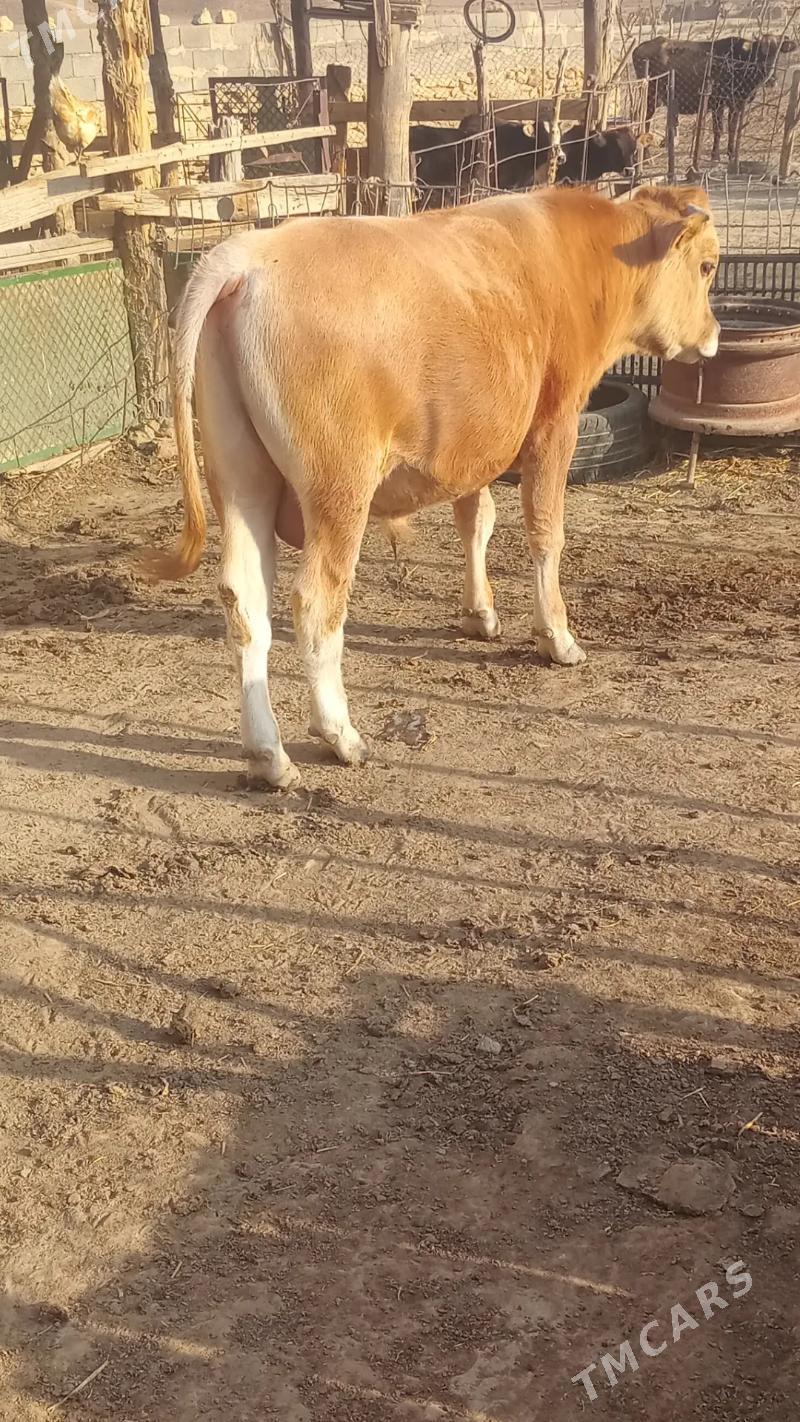 Öküz we gysyr sygyr - Этрек - img 2