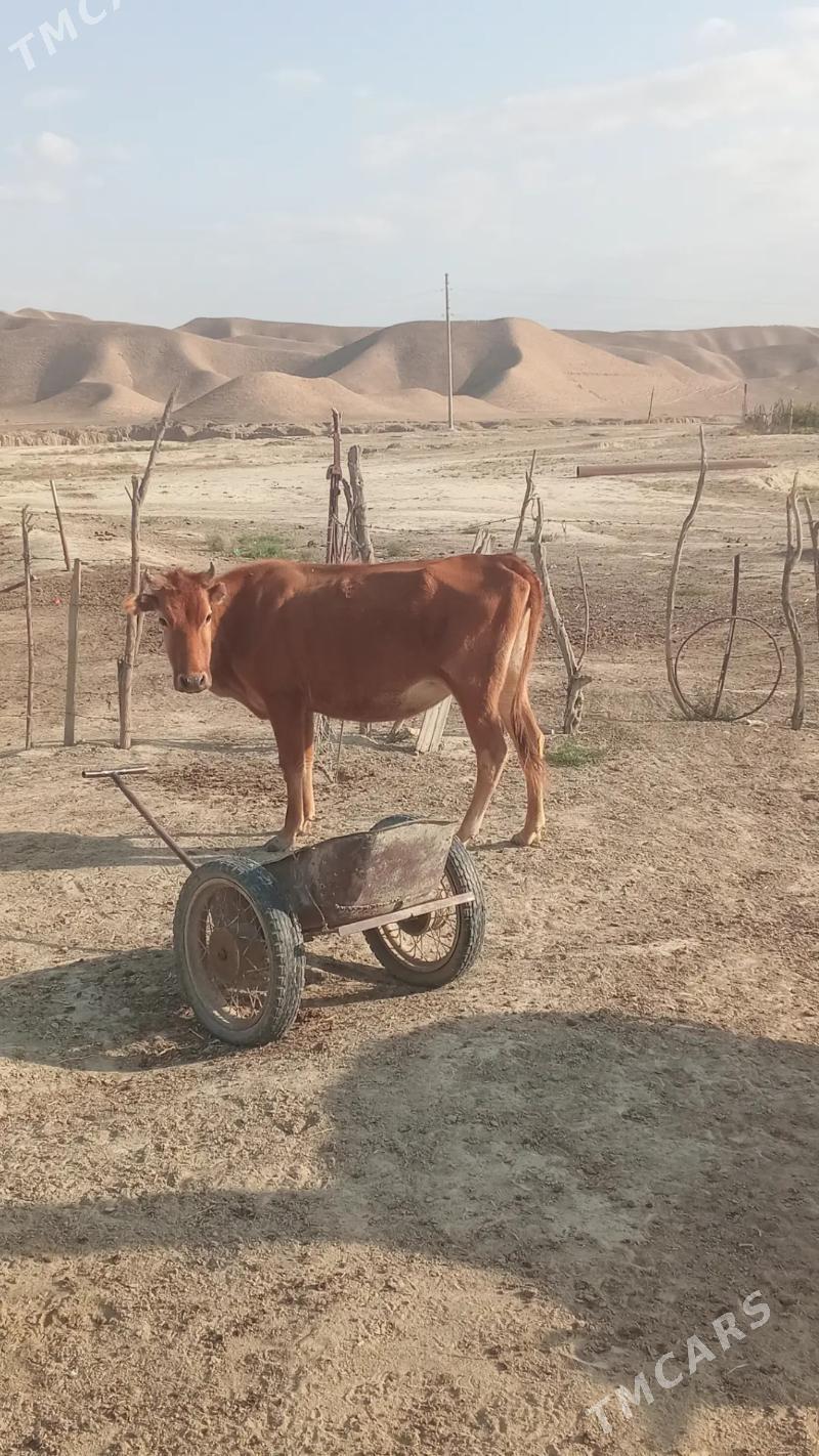 Öküz we gysyr sygyr - Этрек - img 4