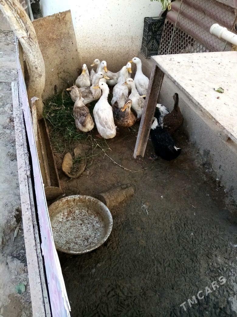 Qrdek - Jebel - img 2