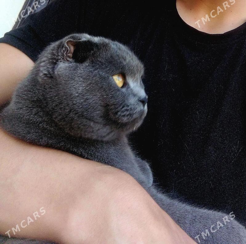 Шотландский гыз пишик - Дашогуз - img 4