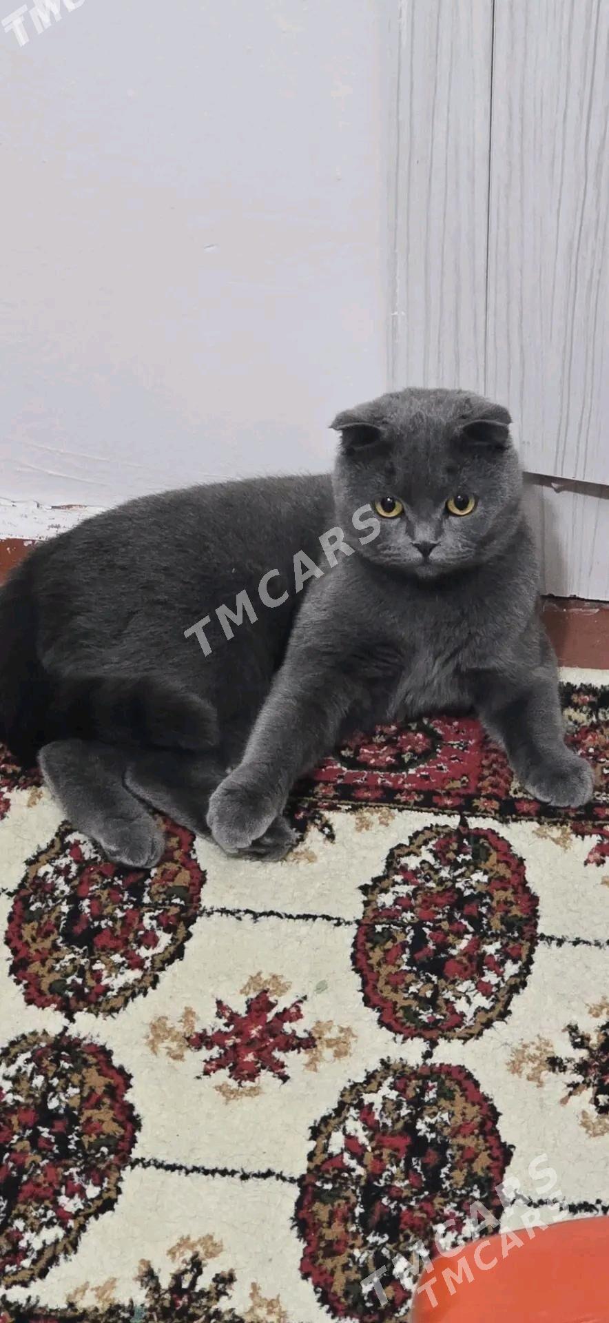 Шотландский гыз пишик - Дашогуз - img 3