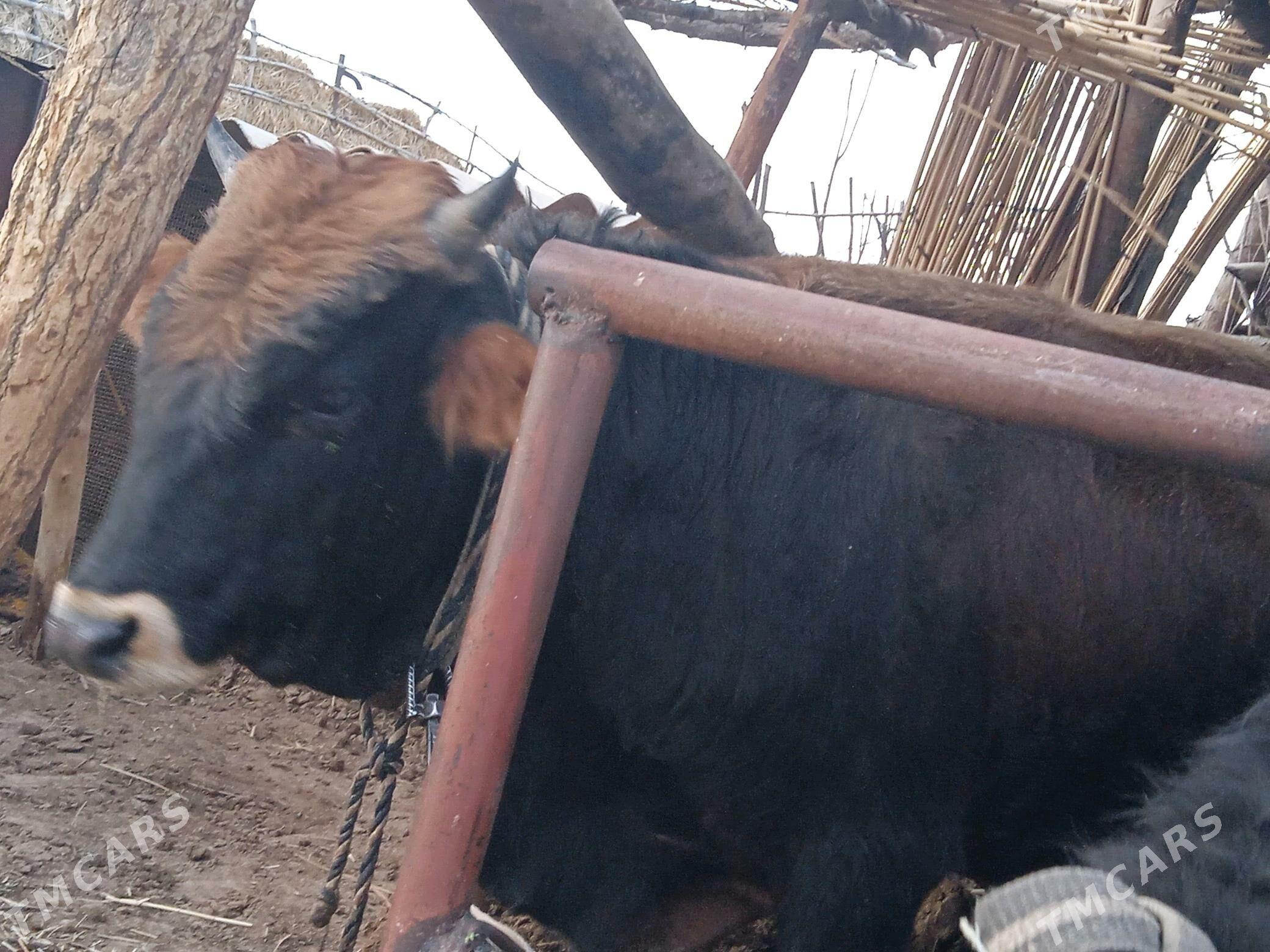 Öküz. - Babadaýhan - img 2