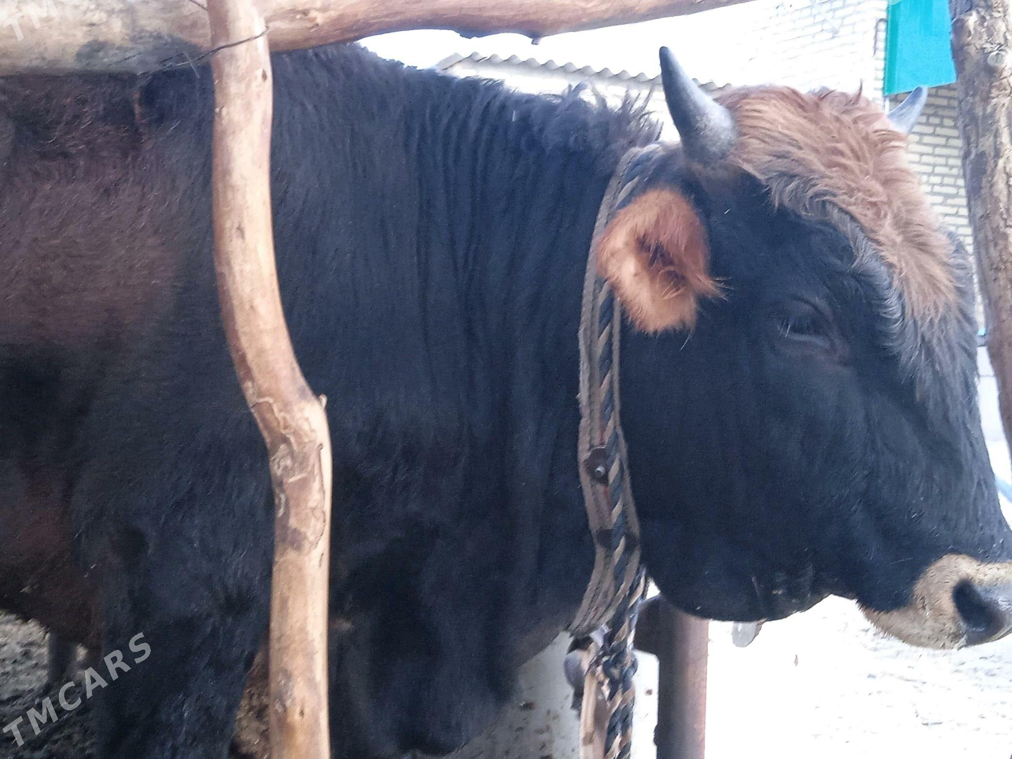 Öküz. - Babadaýhan - img 1