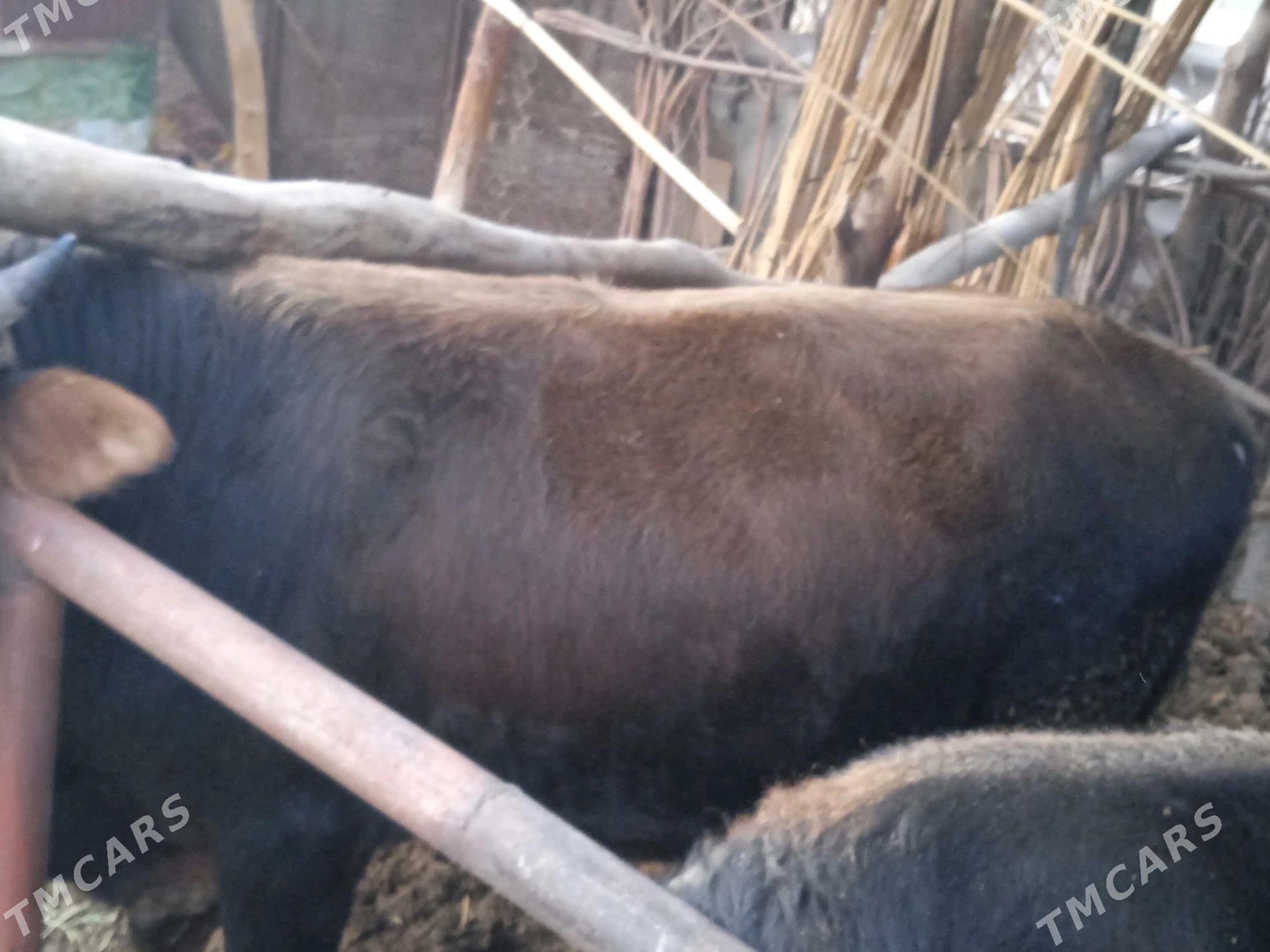 Öküz. - Babadaýhan - img 3