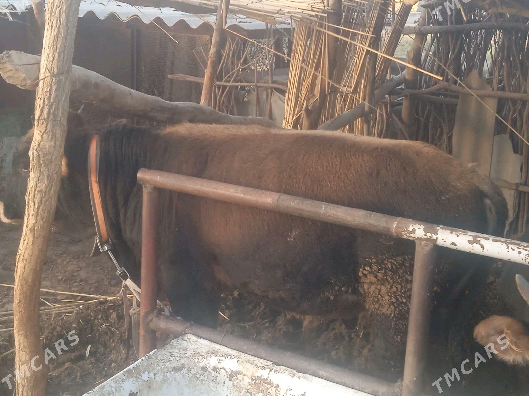 Öküz. - Babadaýhan - img 7