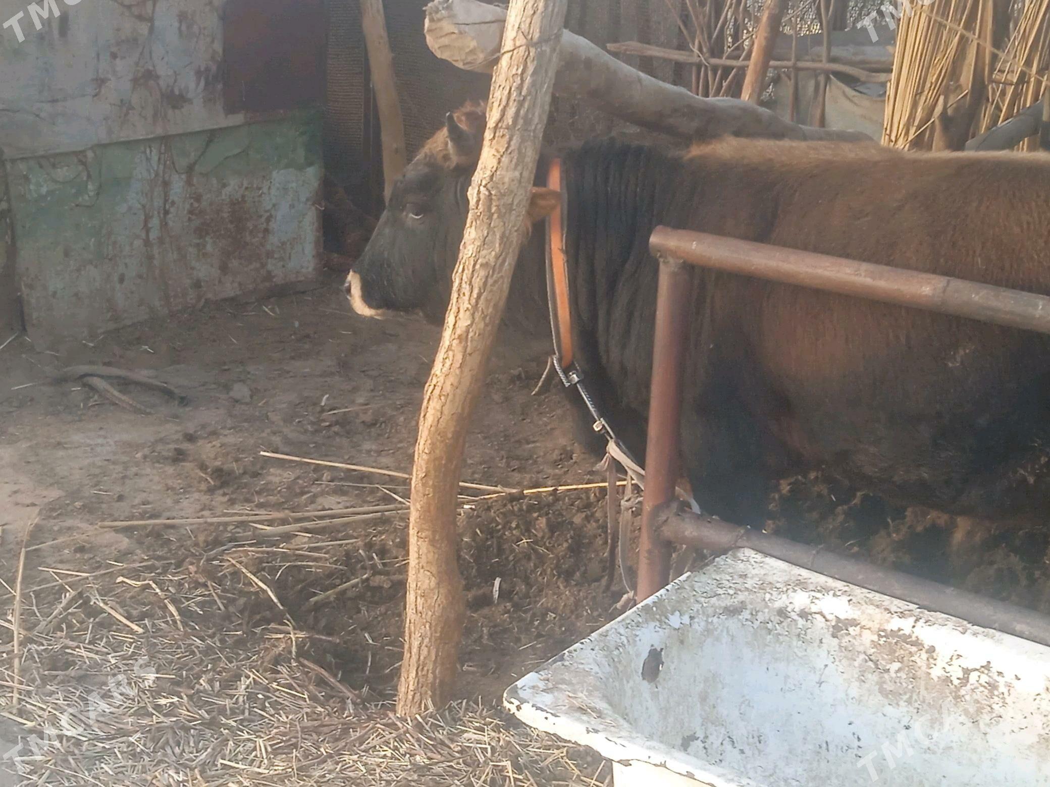 Öküz. - Babadaýhan - img 4