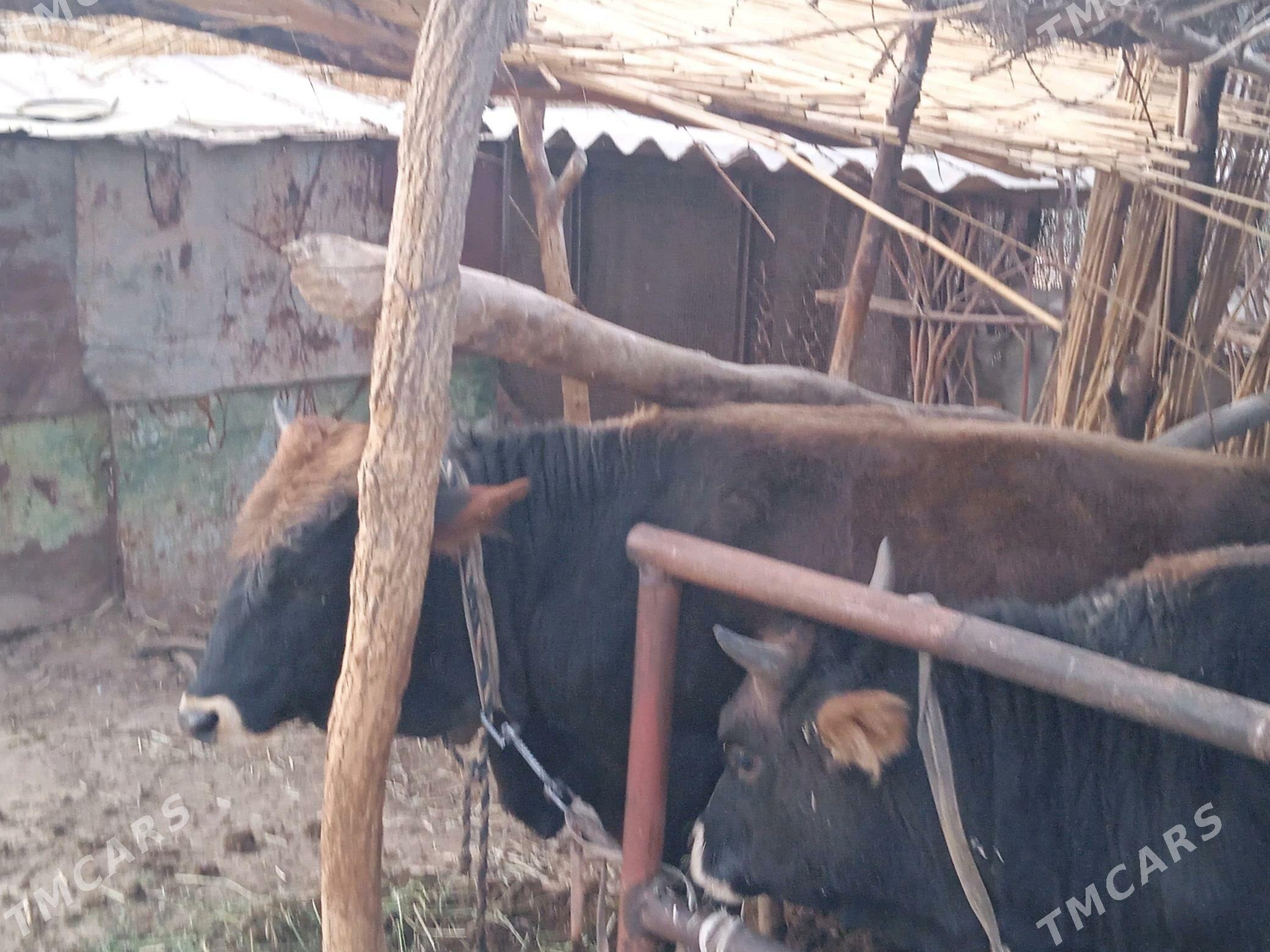 Öküz. - Babadaýhan - img 6