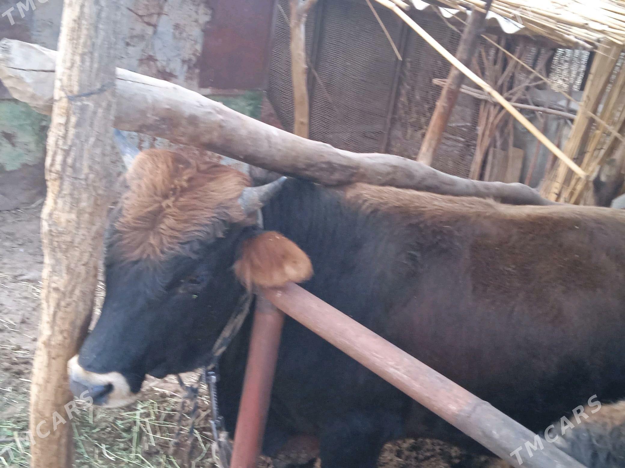 Öküz. - Babadaýhan - img 5