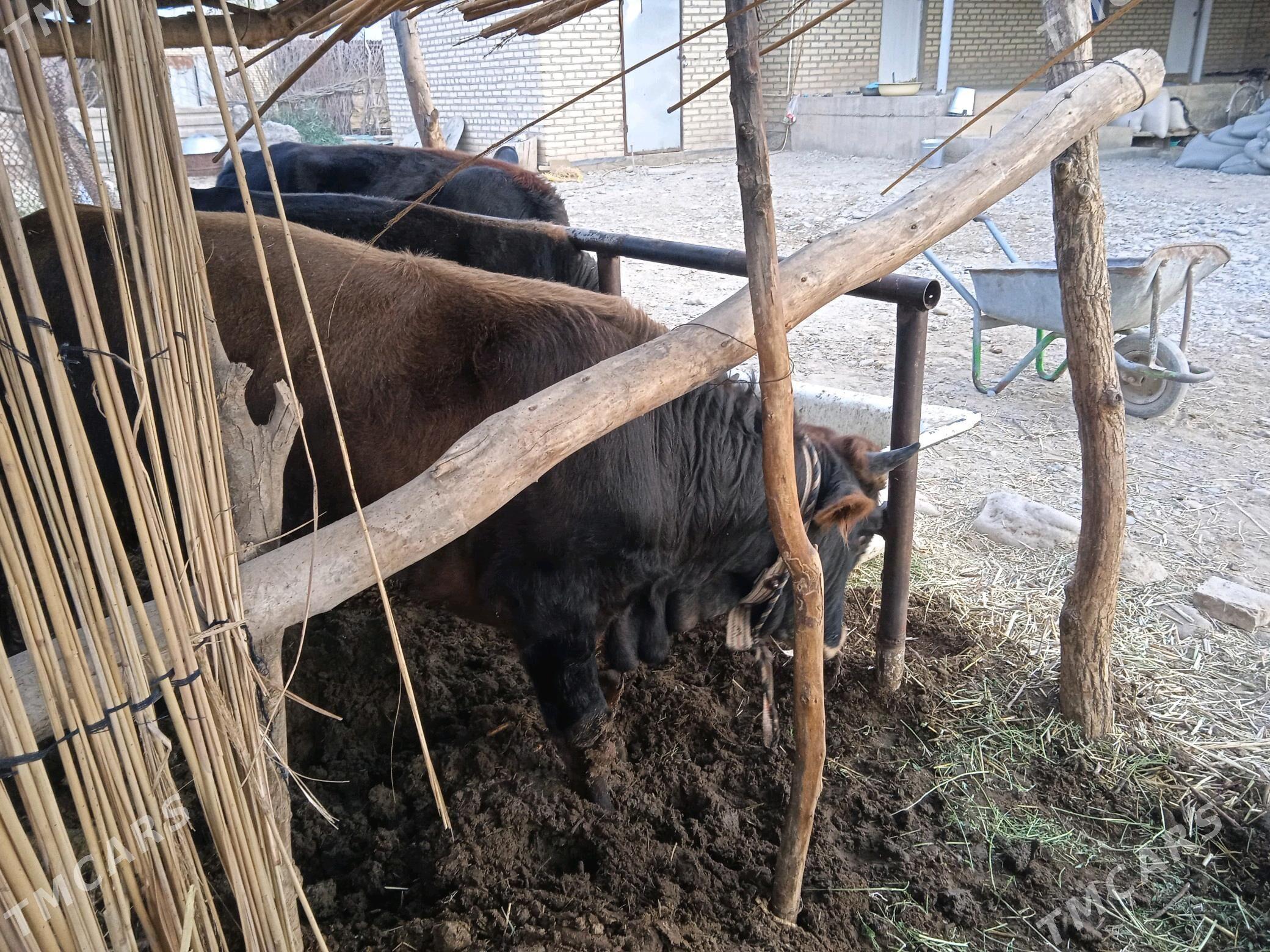 Öküz. - Babadaýhan - img 8