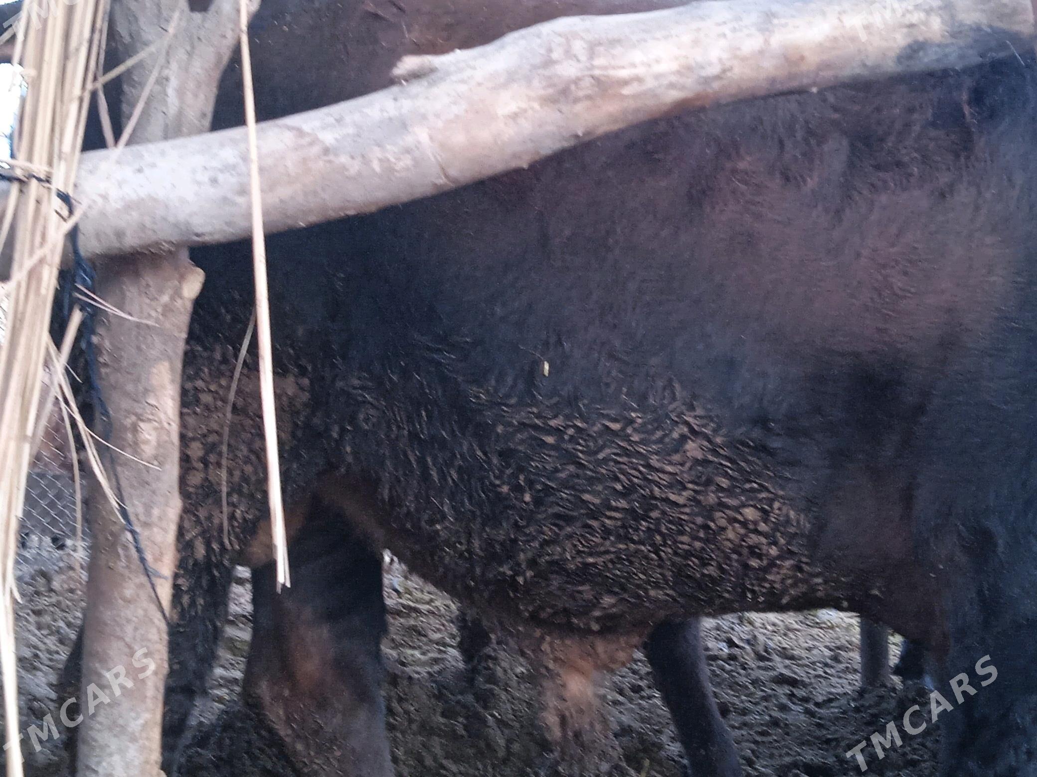 Öküz. - Babadaýhan - img 9