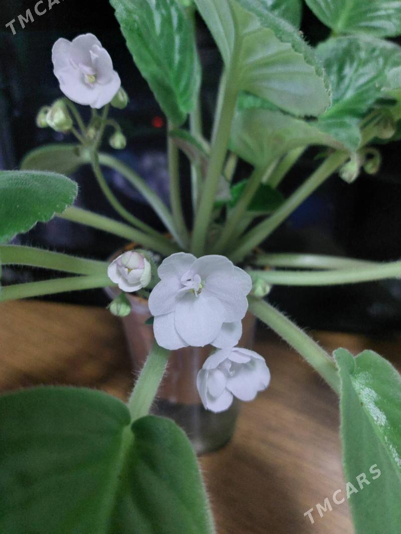 фиалки сортовые - Ашхабад - img 1