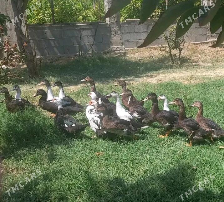 indewutga - Gökdepe - img 2