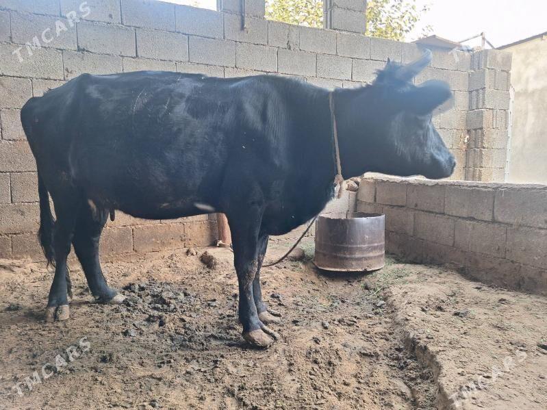 Sygyr - Ашхабад - img 2