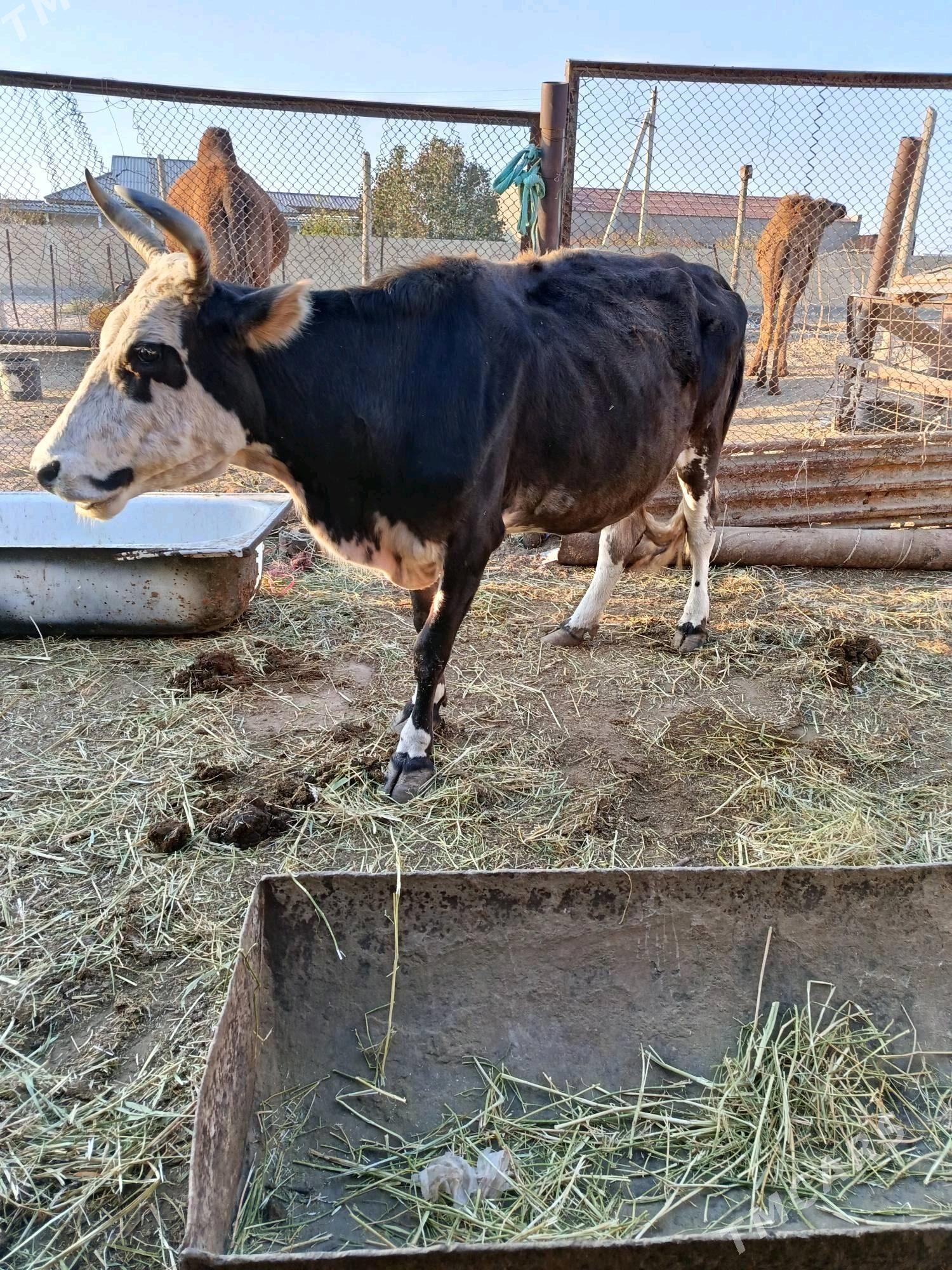 Gölgeli sygyr - Esenguly - img 2