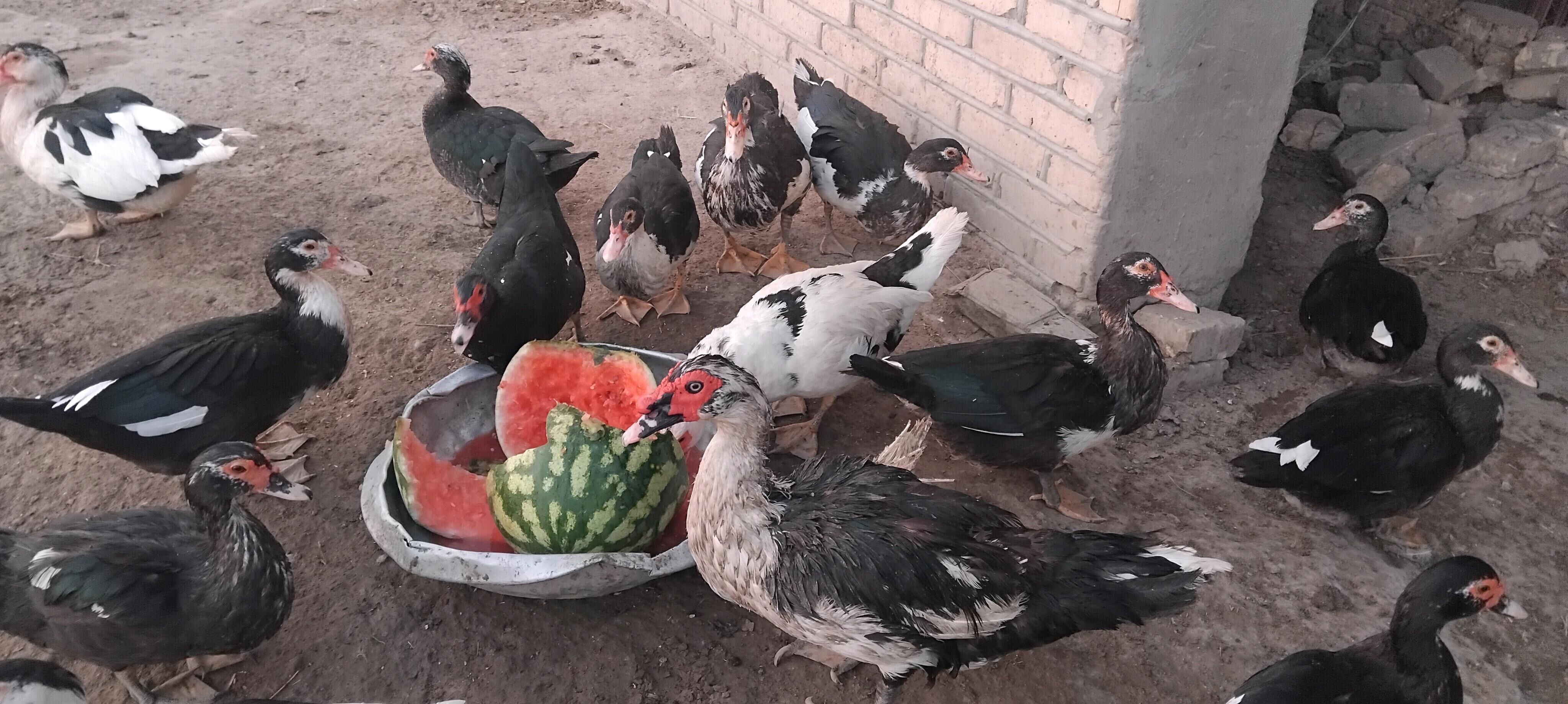 Ordek indautka - Mary - img 4