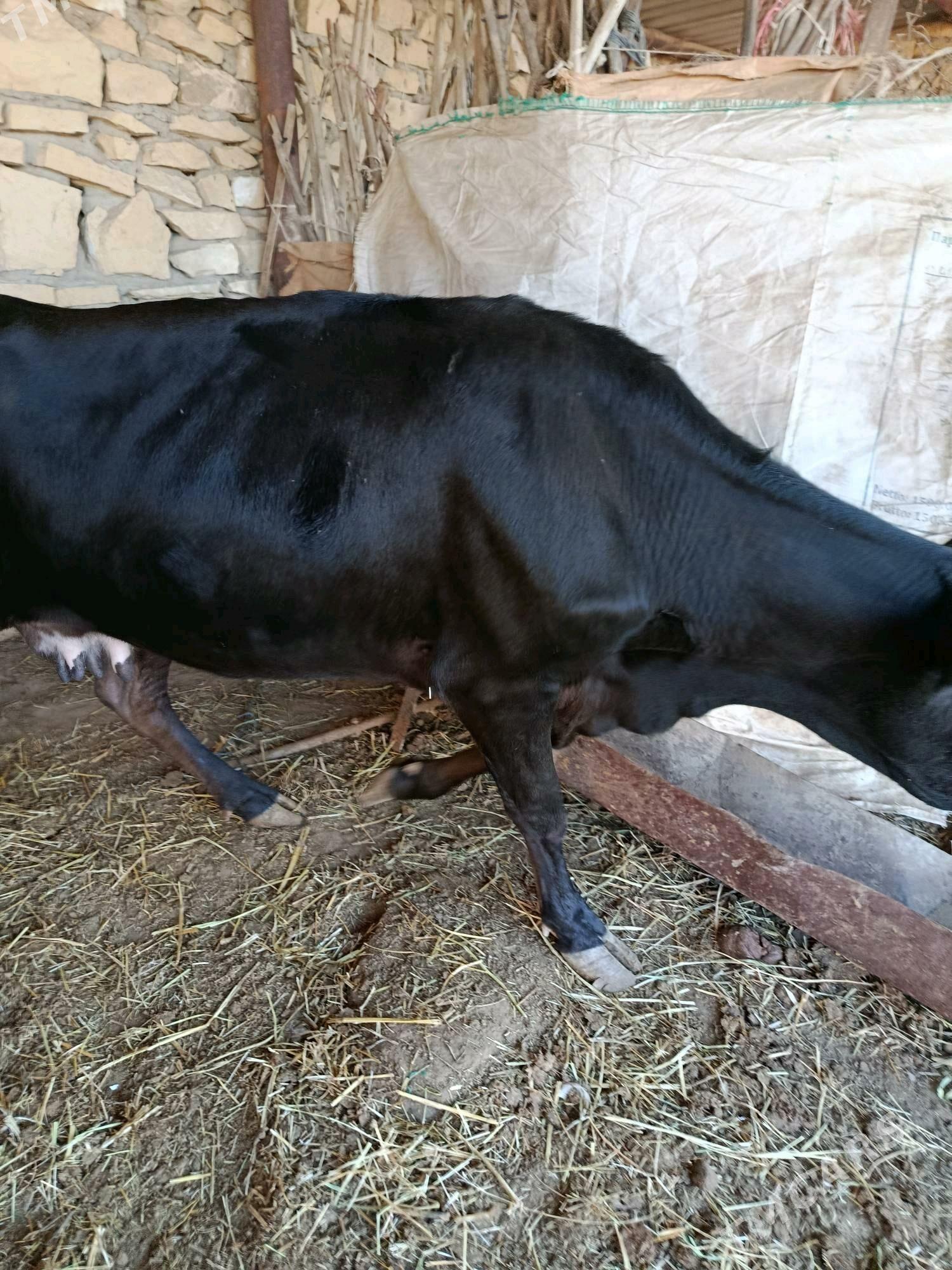 Gölgeli sygyr - Esenguly - img 4