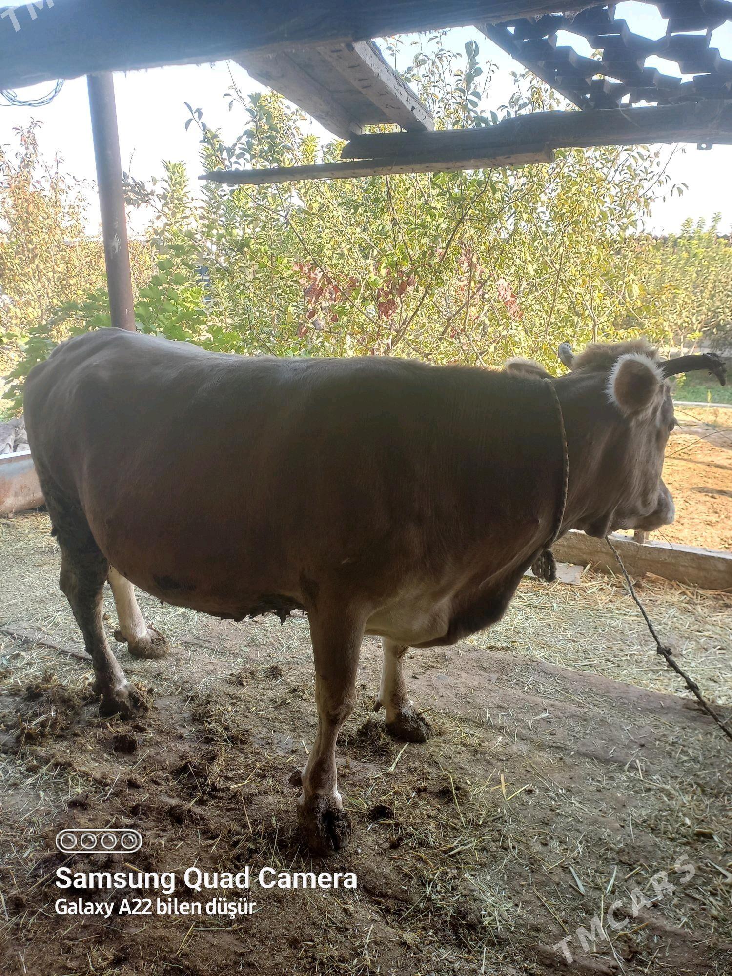 Sygyr - Гёкдепе - img 1