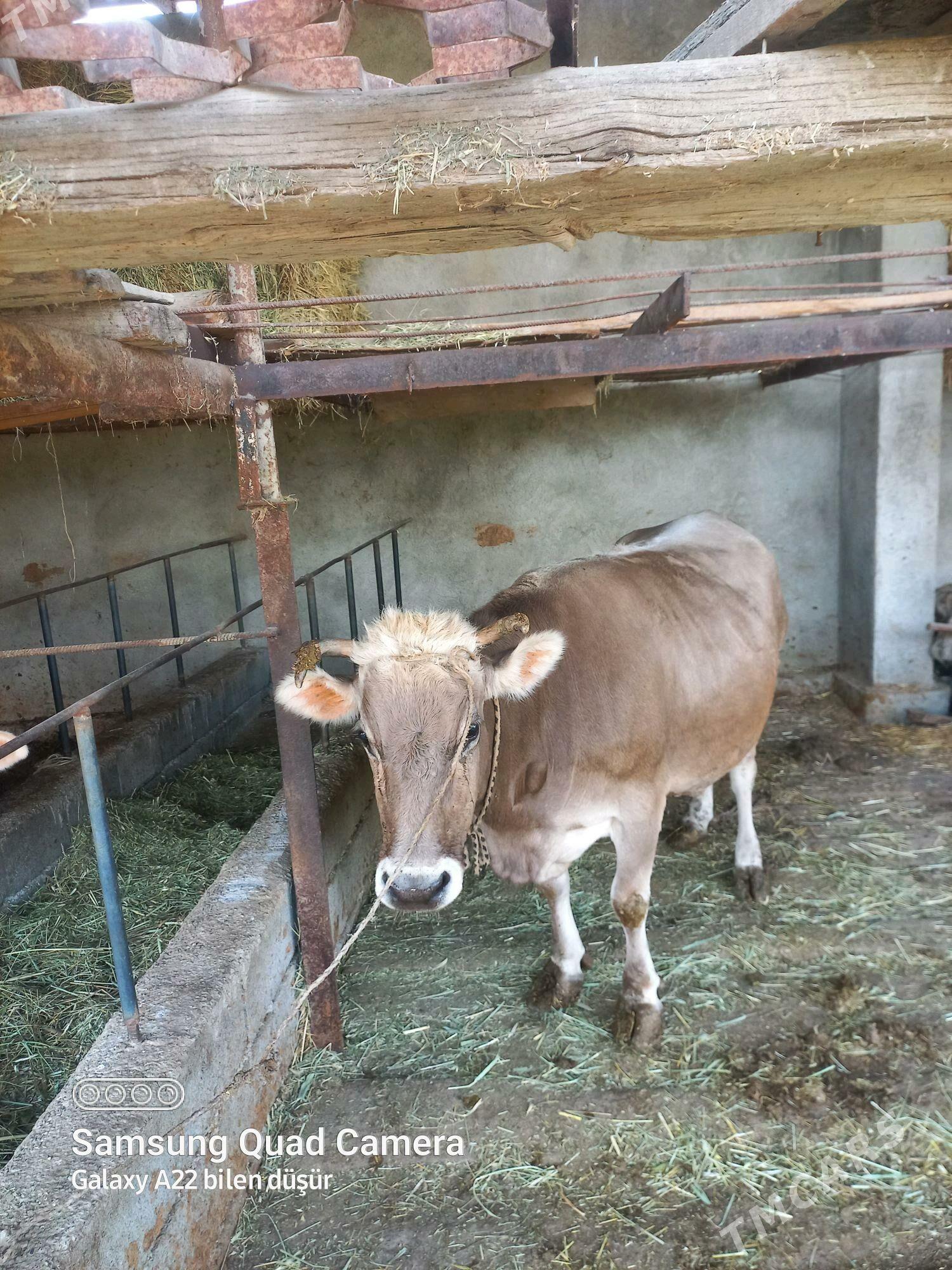 Sygyr - Гёкдепе - img 2