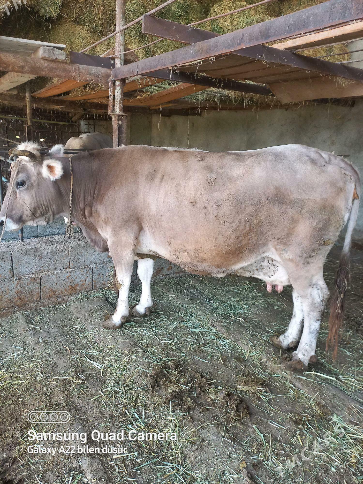 Sygyr - Гёкдепе - img 4