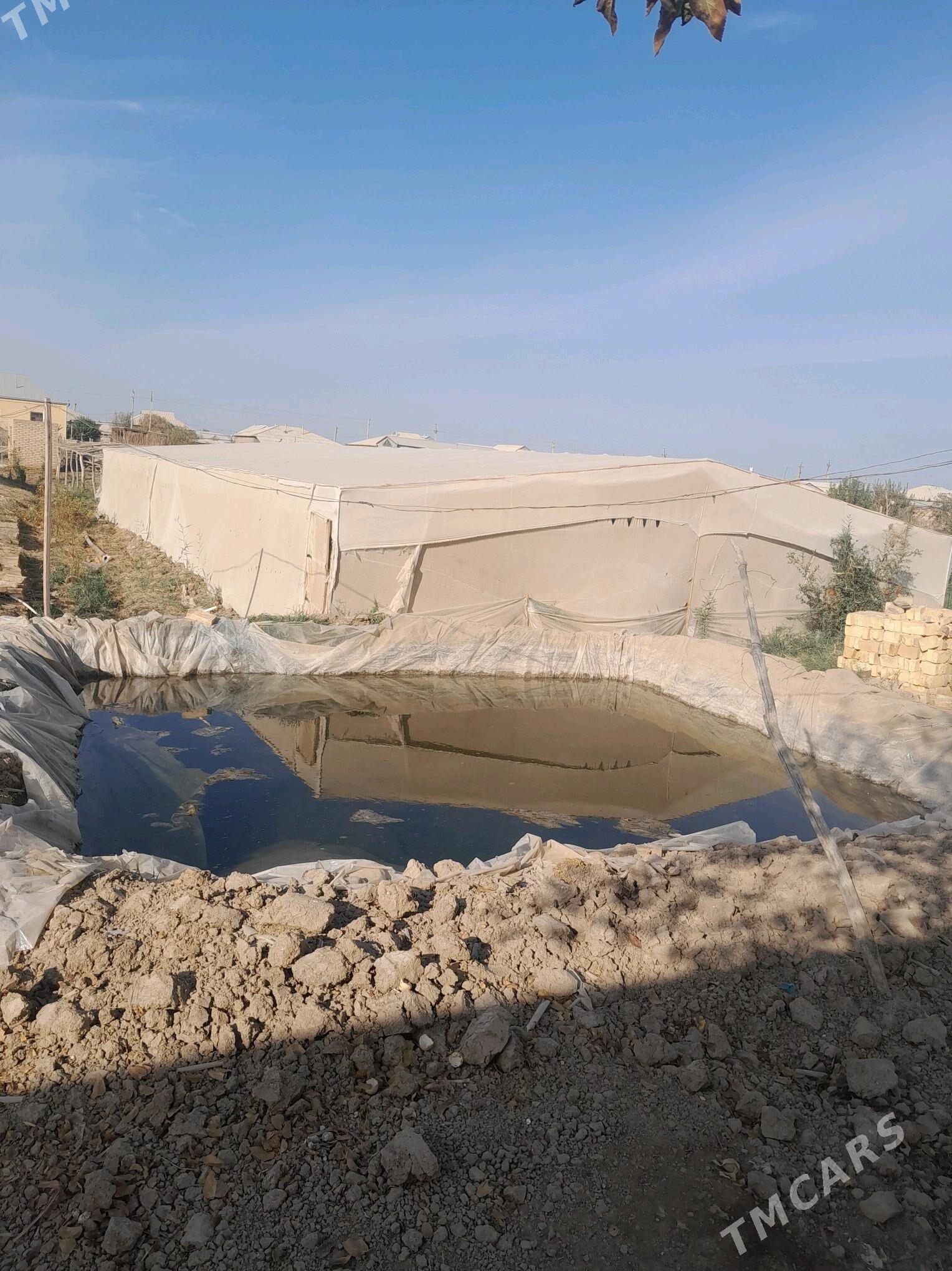 Teplissa - Murgap - img 2