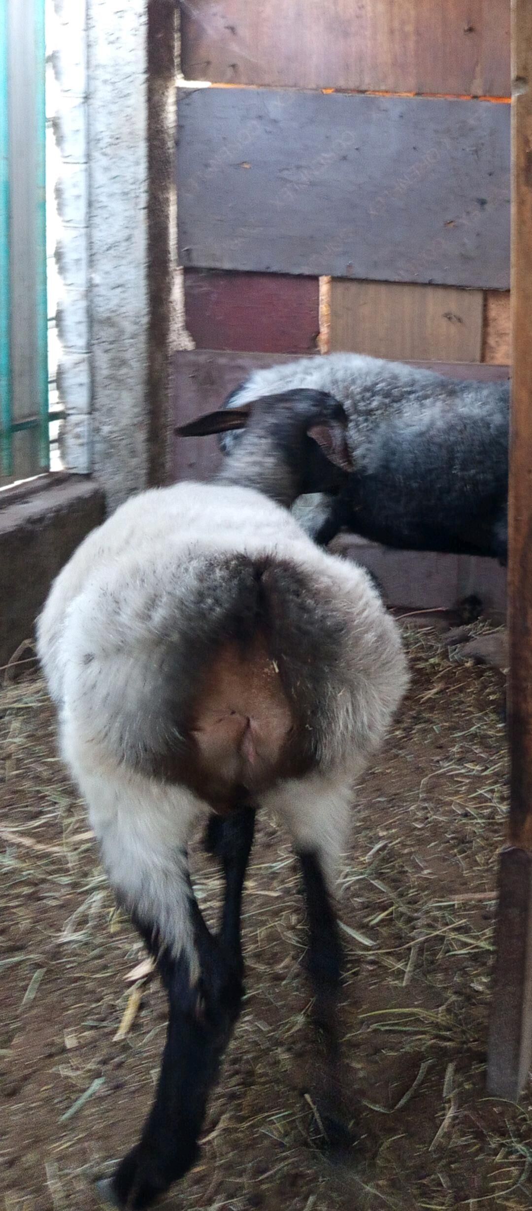 GYSAR  TOKLY - Aşgabat - img 6