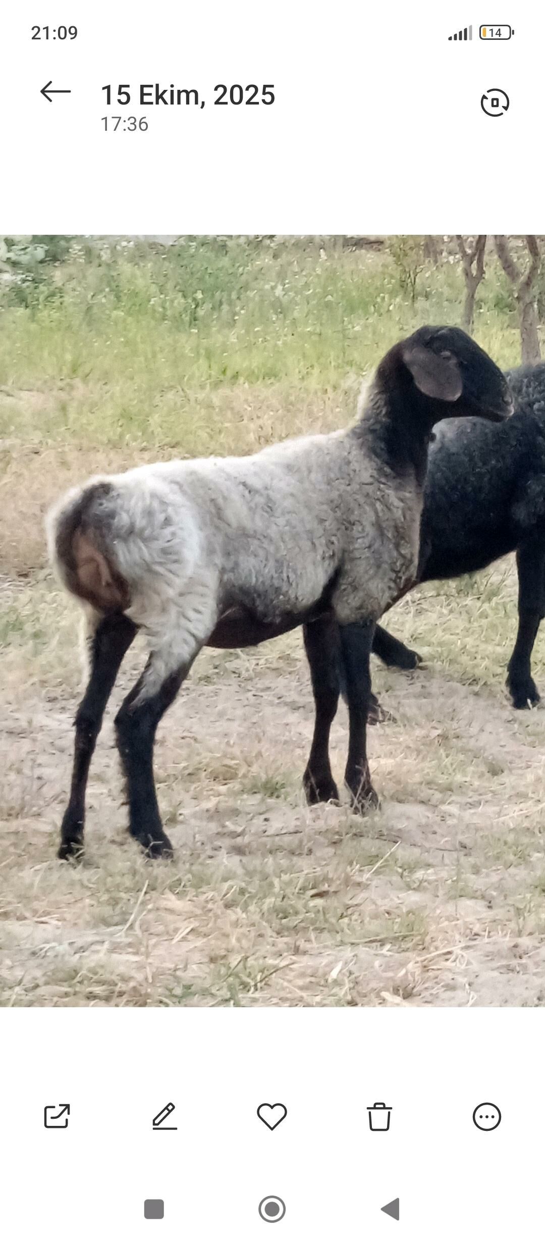 GYSAR  TOKLY - Aşgabat - img 4