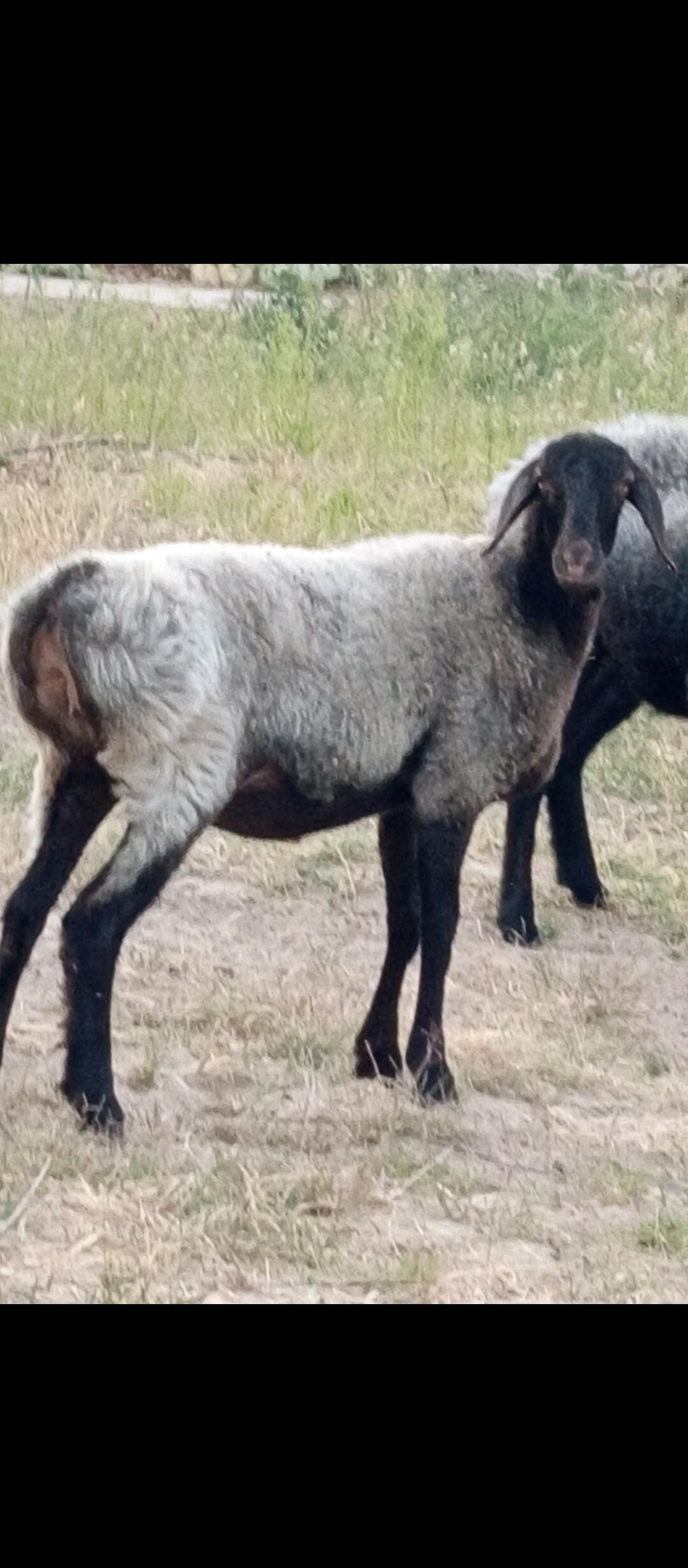 GYSAR  TOKLY - Aşgabat - img 5