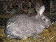 welkan flandr - Чарджоу - img 1