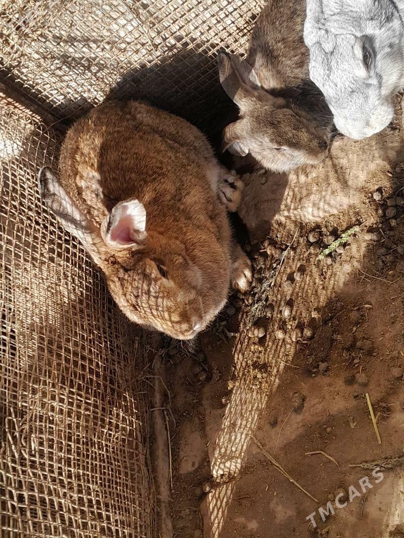 welkan flandr - Чарджоу - img 2