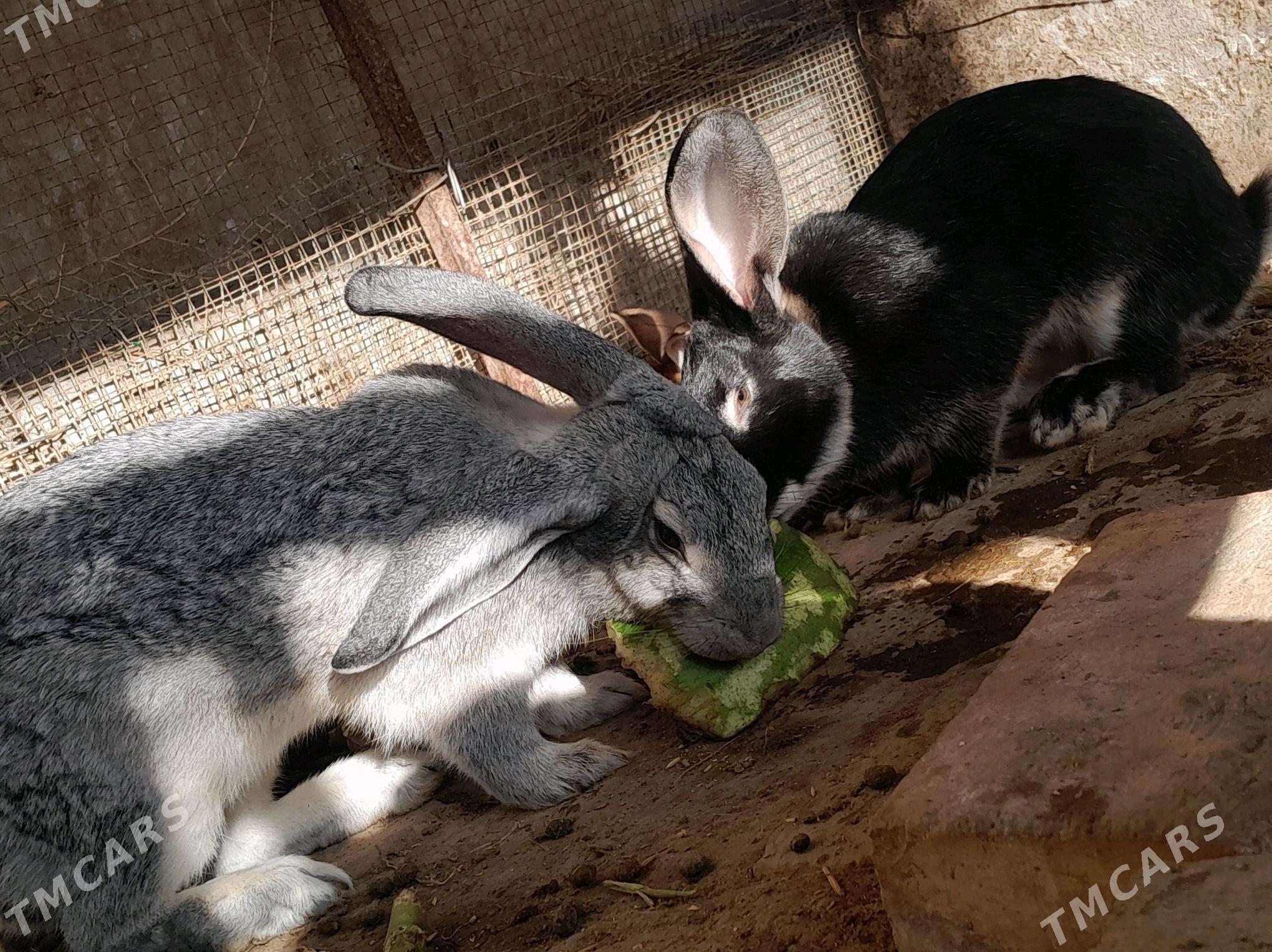 welkan flandr - Чарджоу - img 3