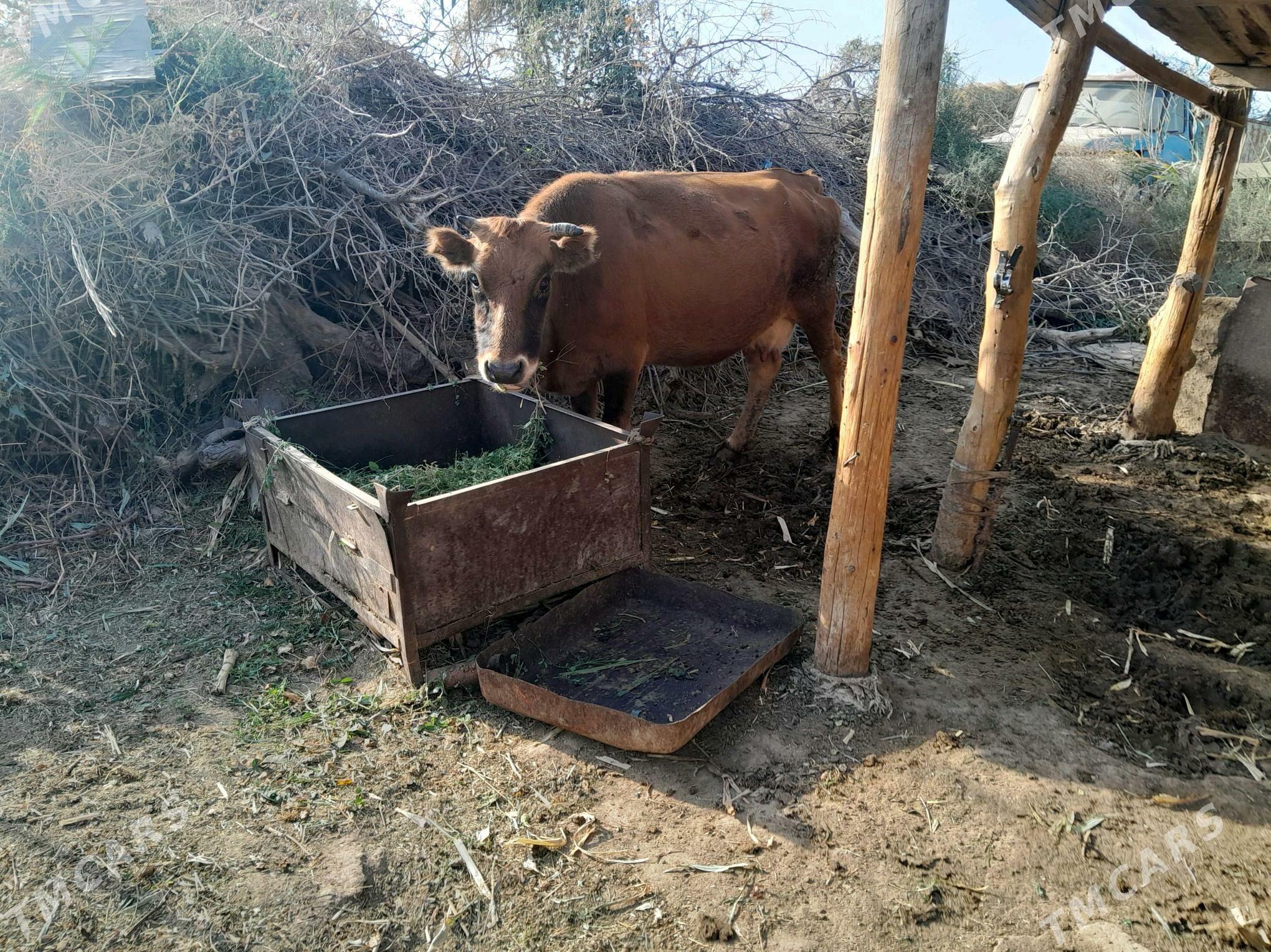 goleli sygyr - Babadaýhan - img 1