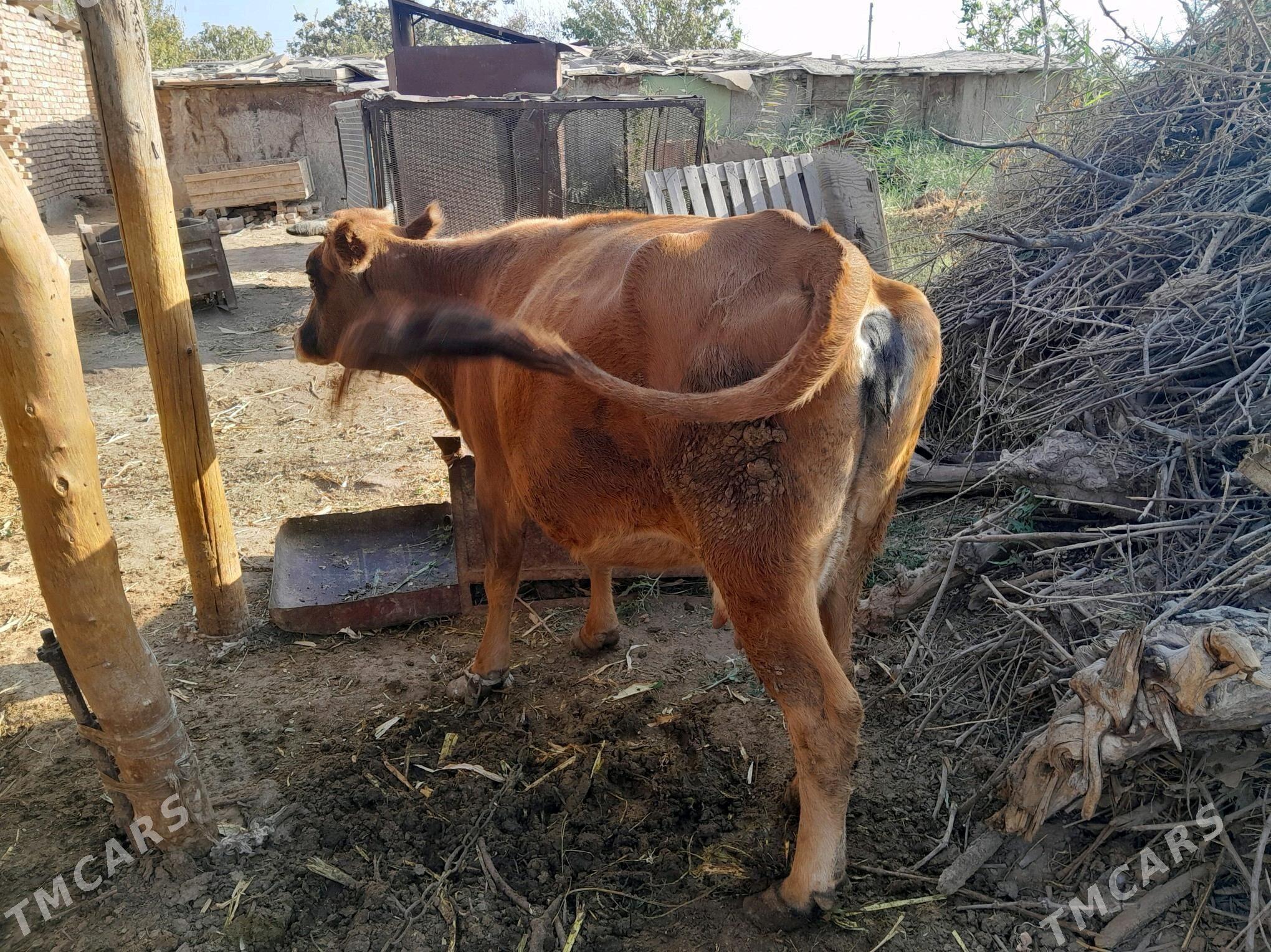 goleli sygyr - Babadaýhan - img 3