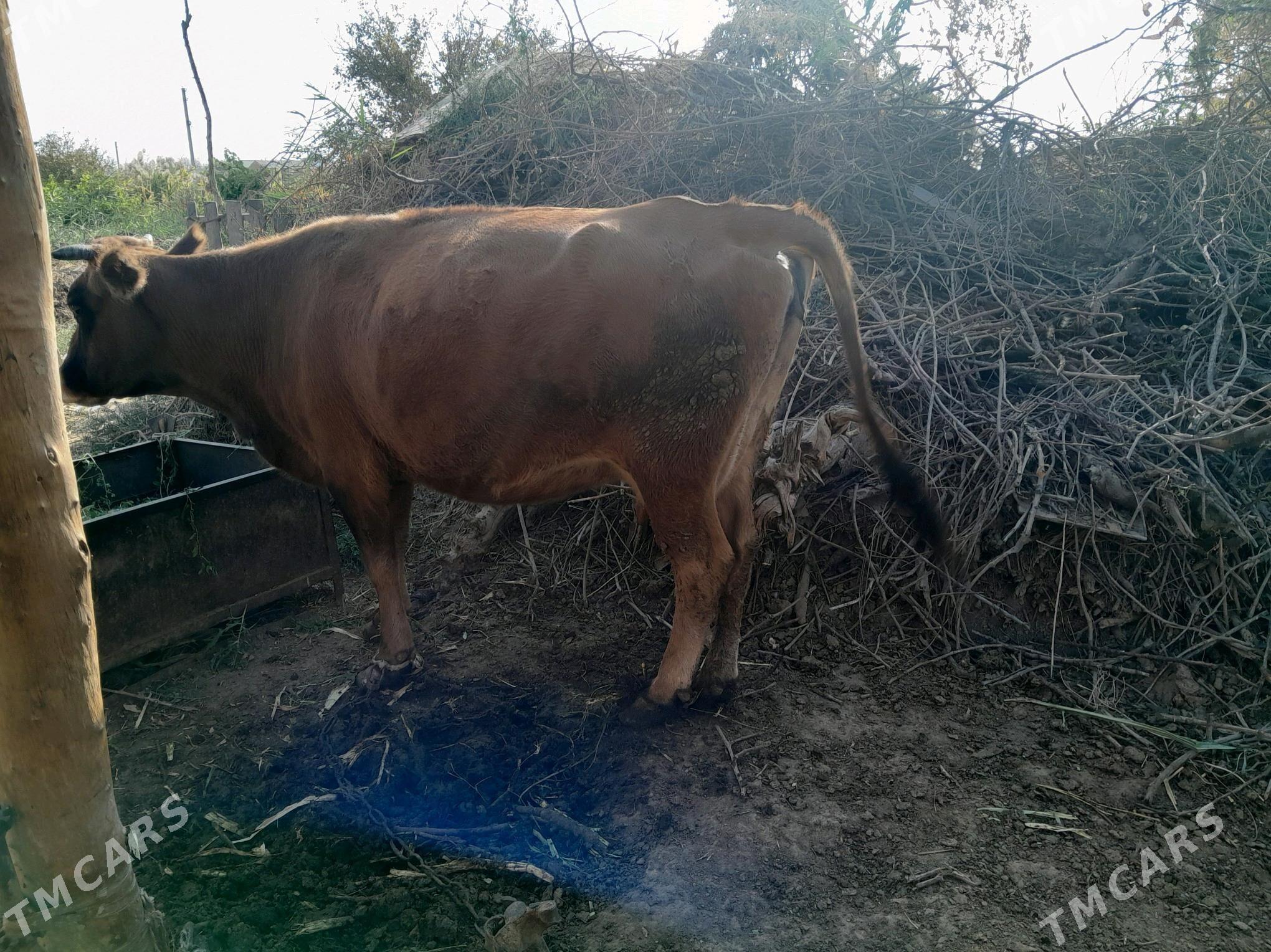 goleli sygyr - Babadaýhan - img 5