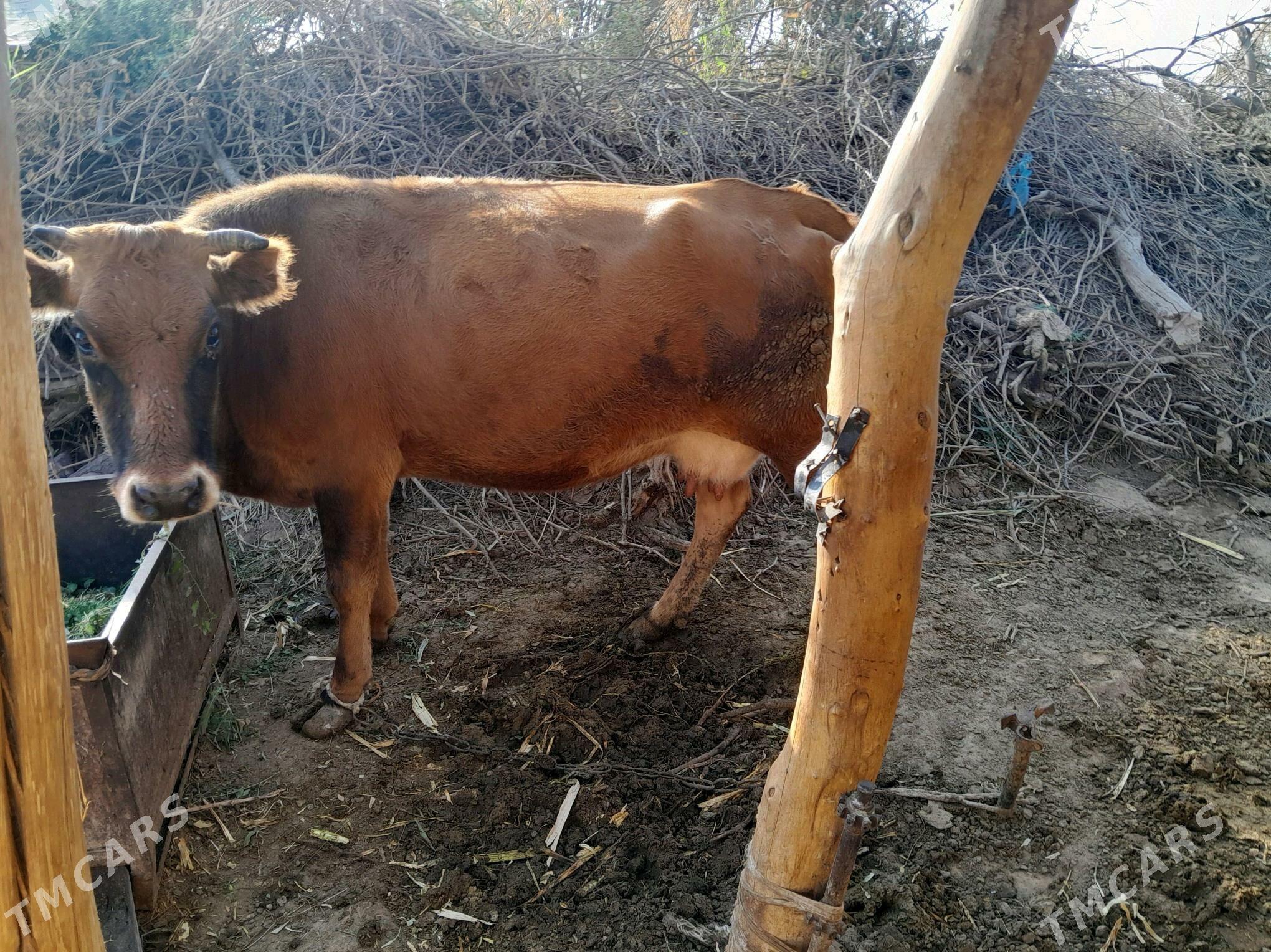 goleli sygyr - Babadaýhan - img 2