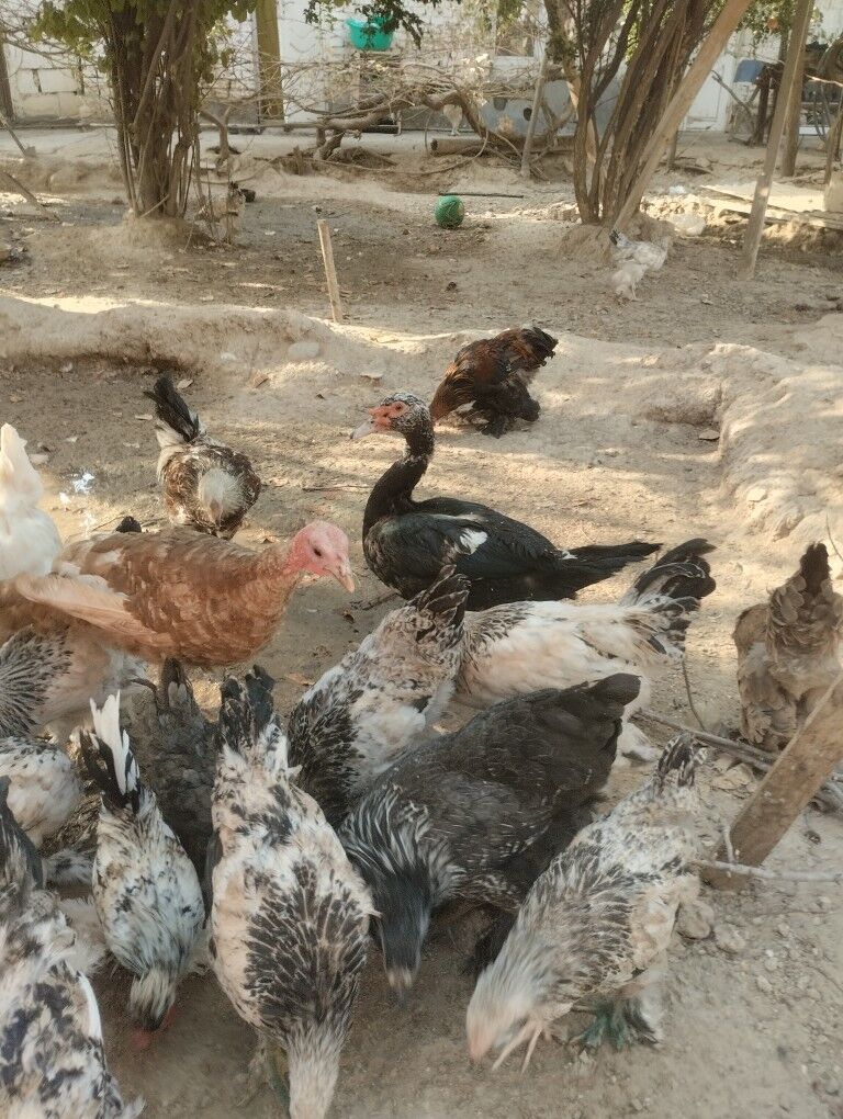 брама.жужэ.арегинал - Garadamak - img 6