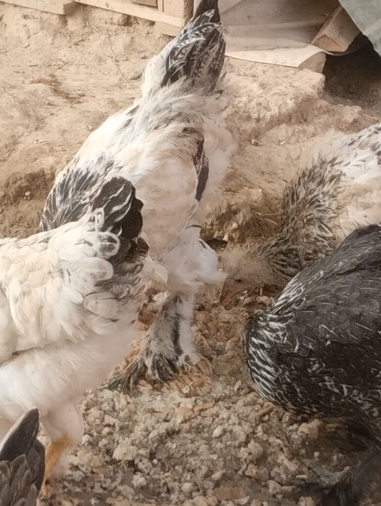 брама.жужэ.арегинал - Garadamak - img 5