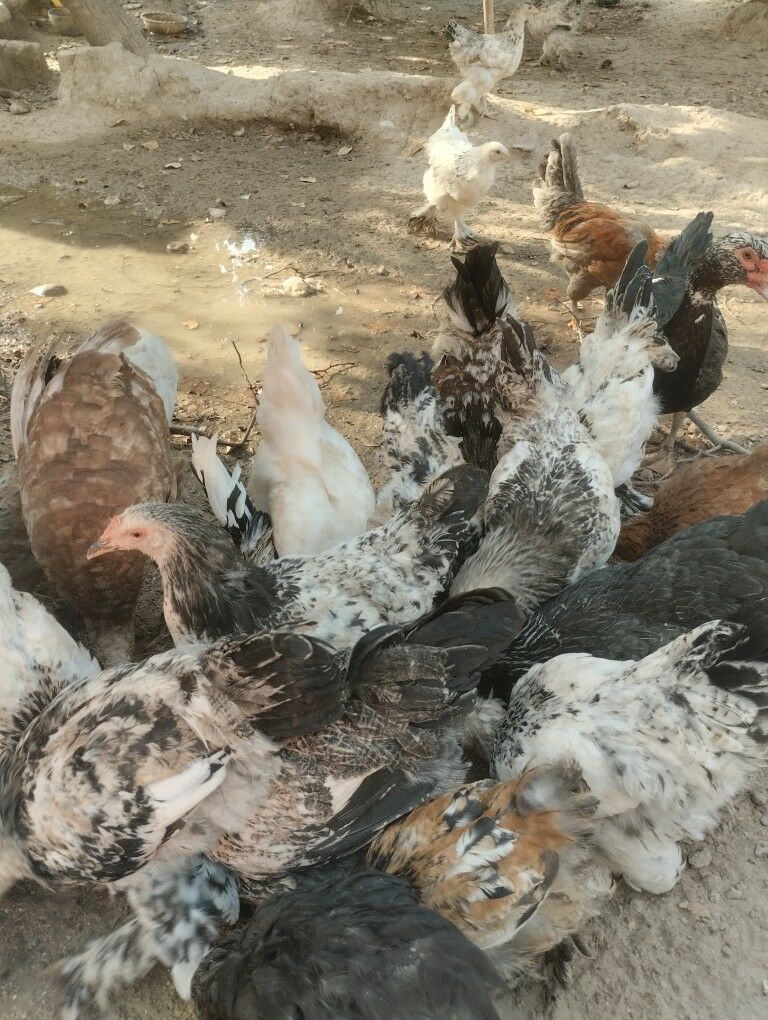 брама.жужэ.арегинал - Garadamak - img 7