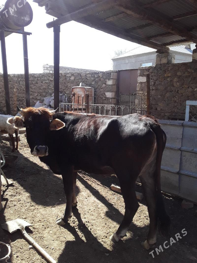 gaçar - Jebel - img 3