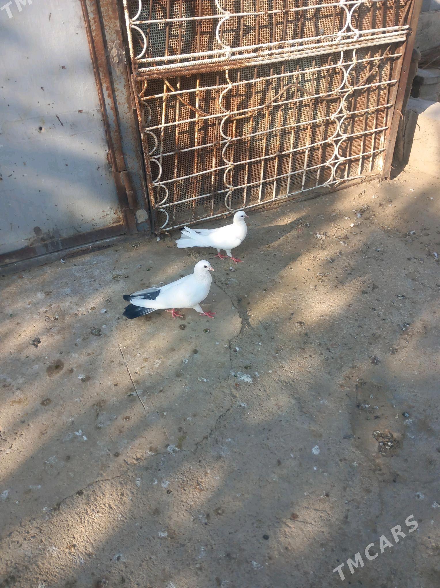 kepderi - Джебел - img 1