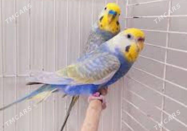 popugay toty kletka - Ашхабад - img 1