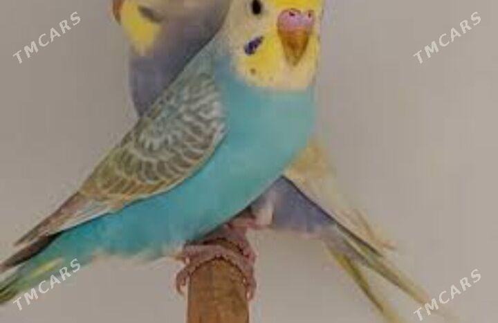 popugay gua komplekt - Aşgabat - img 1