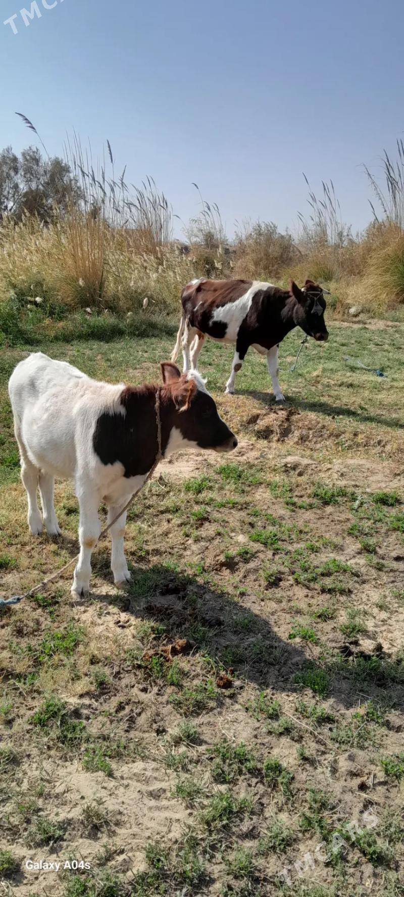 Göleli sygyr - Туркменабат - img 3