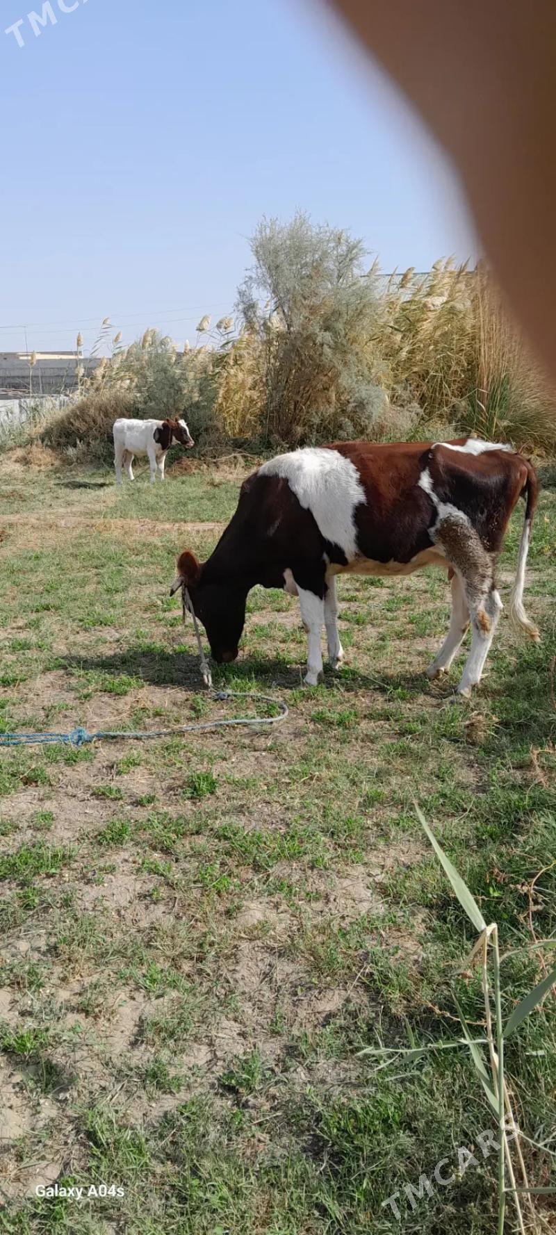 Göleli sygyr - Туркменабат - img 5