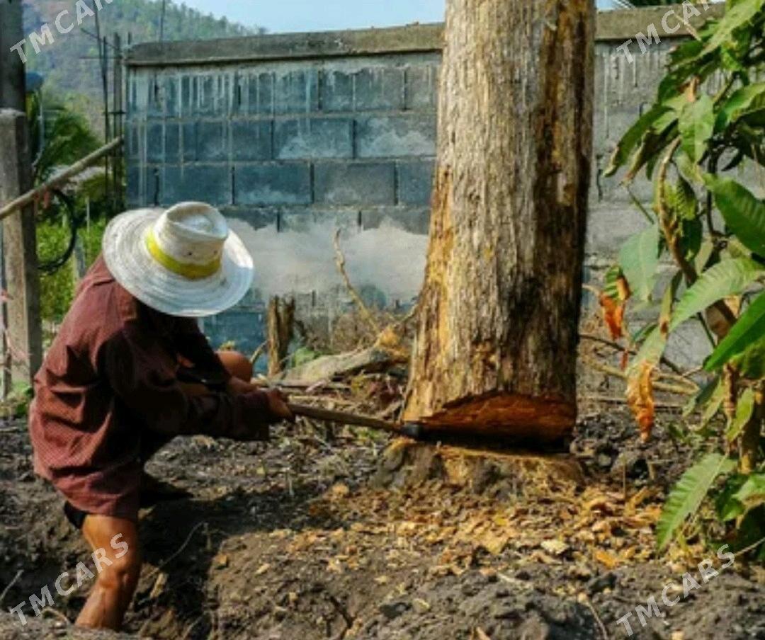 Bag we Agac kesyanci - Aşgabat - img 3