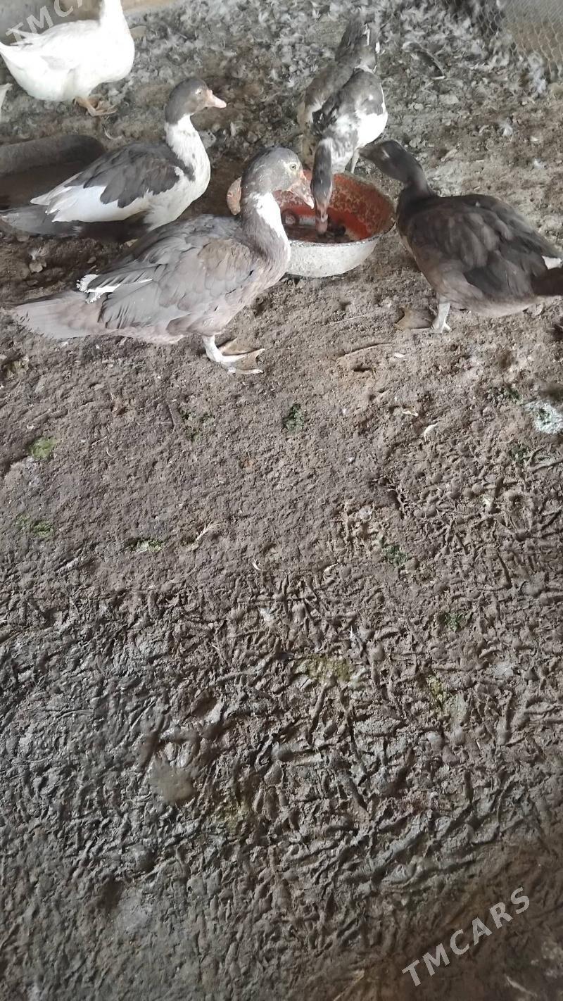 indawutga - Wekilbazar - img 2