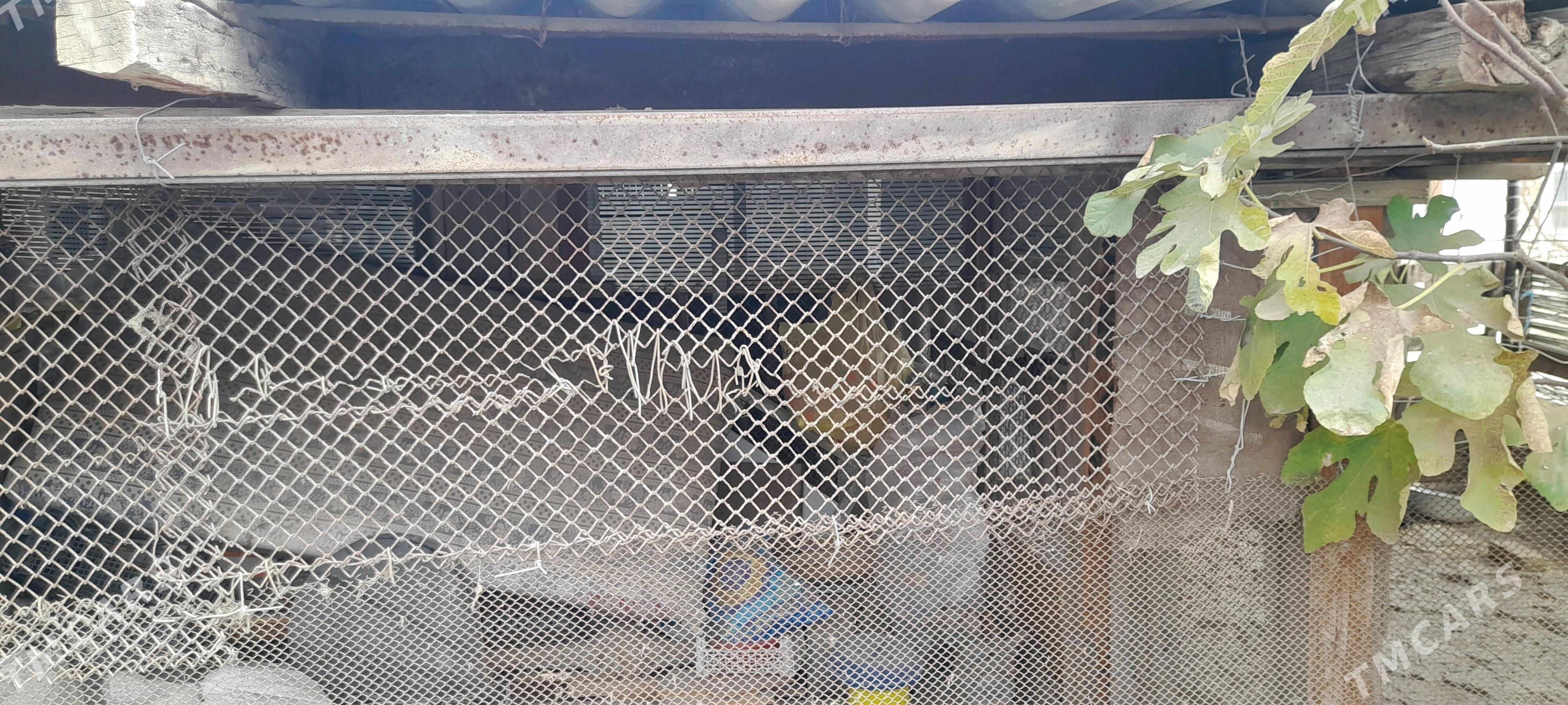 угалок - Гёкдепе - img 3